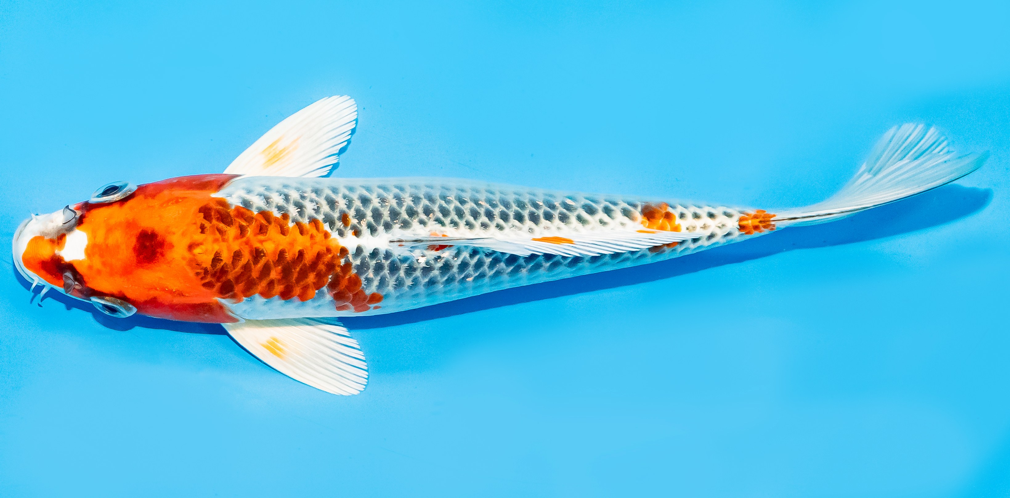 Koi 20-25cm Nr. 6680