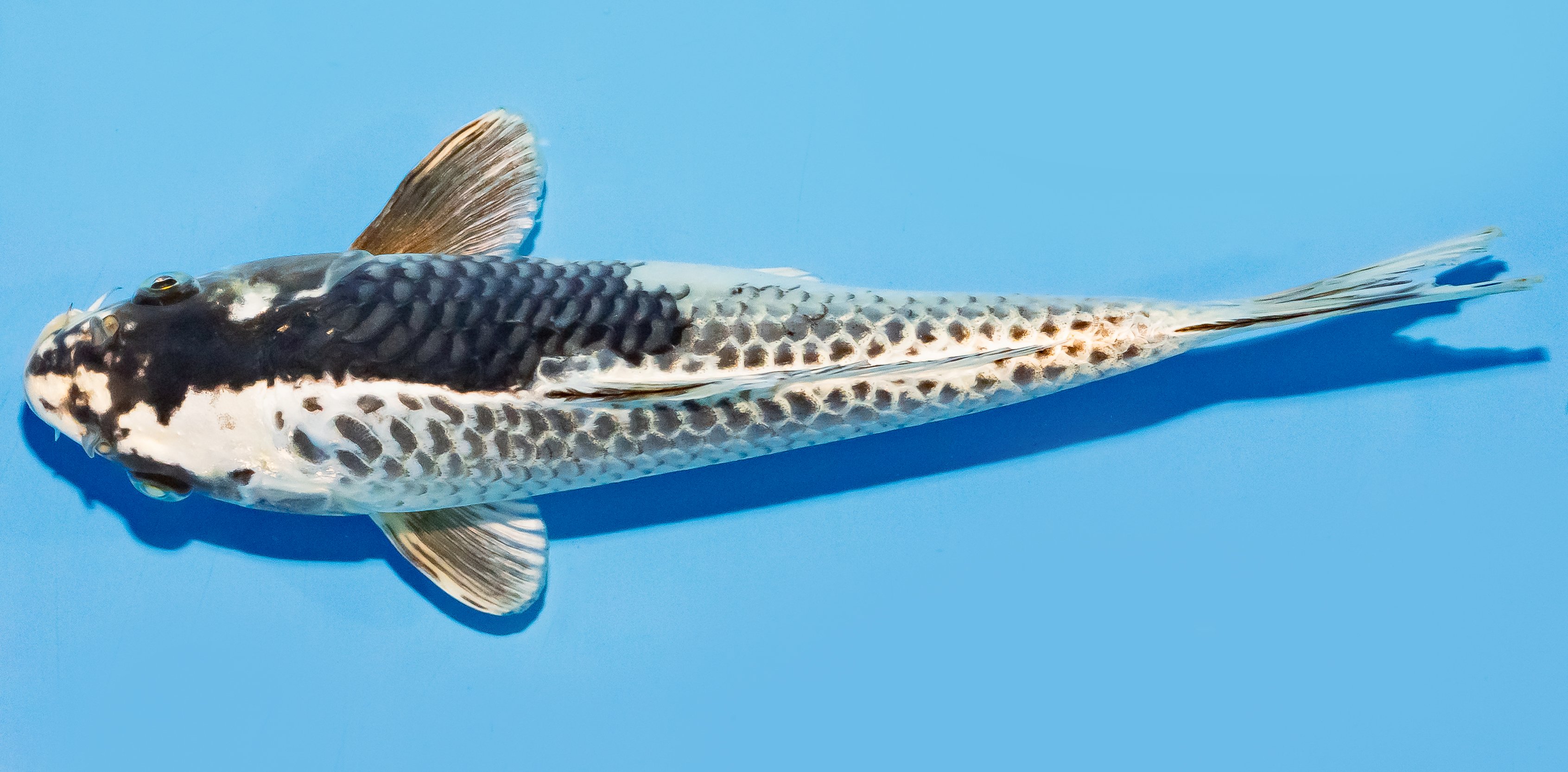 Koi 25-30cm Nr. 8328