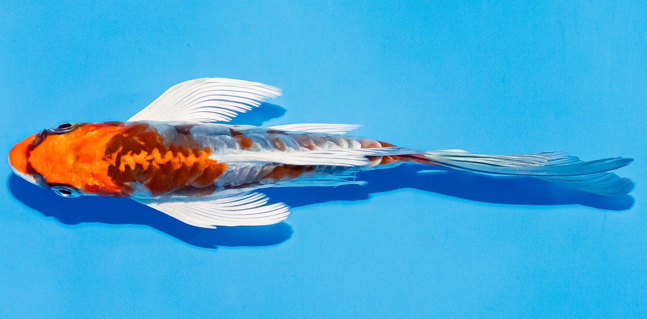 Butterfly Koi 14-17cm Nr. 5713