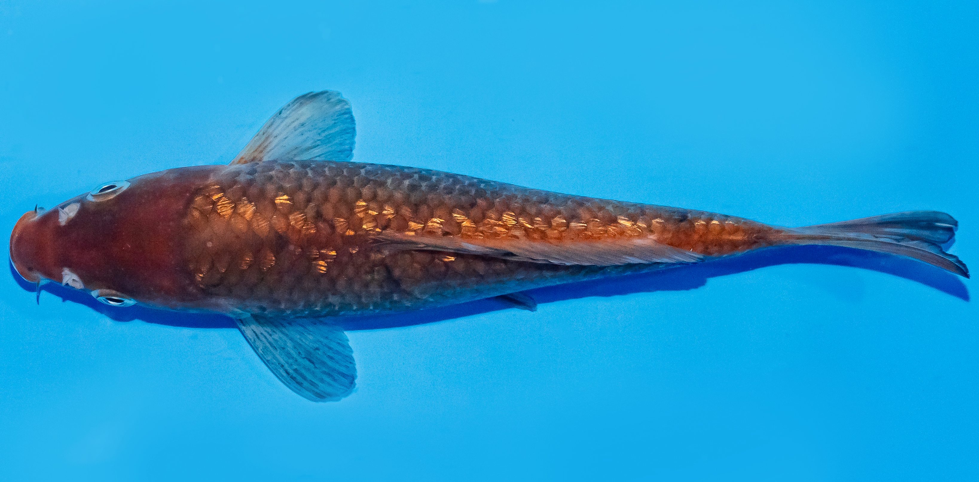 Koi 17-20cm Nr. 2110