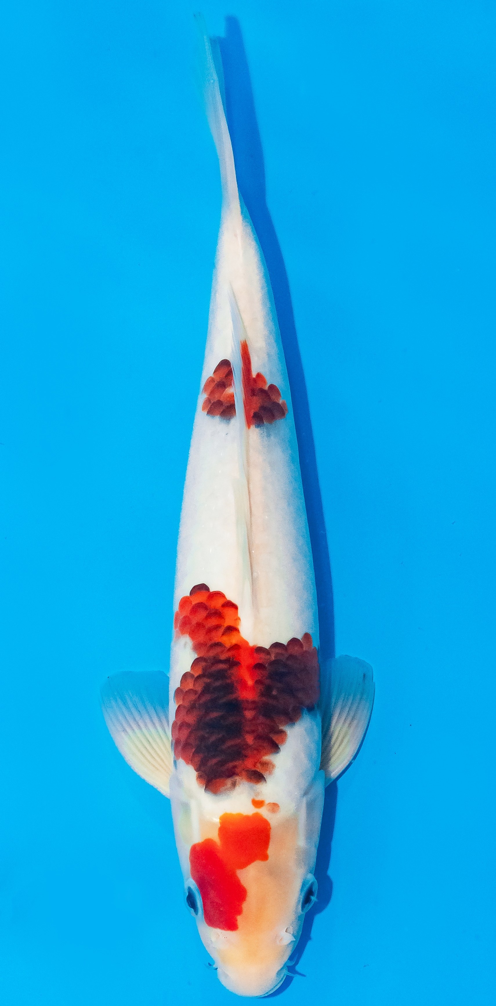 Koi 30-35cm Nr. 1074