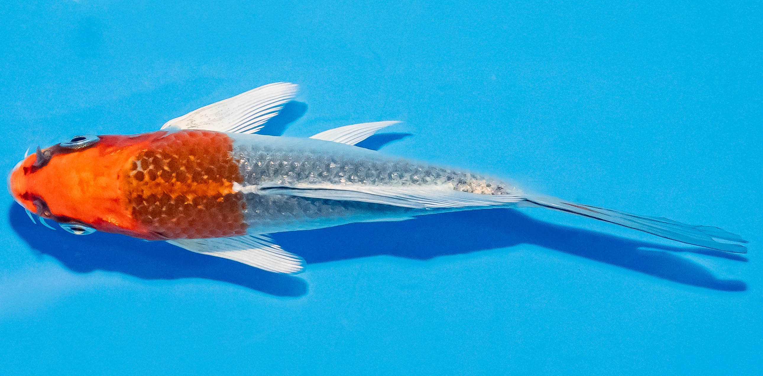 Butterfly Koi 14-17cm Nr. 2525