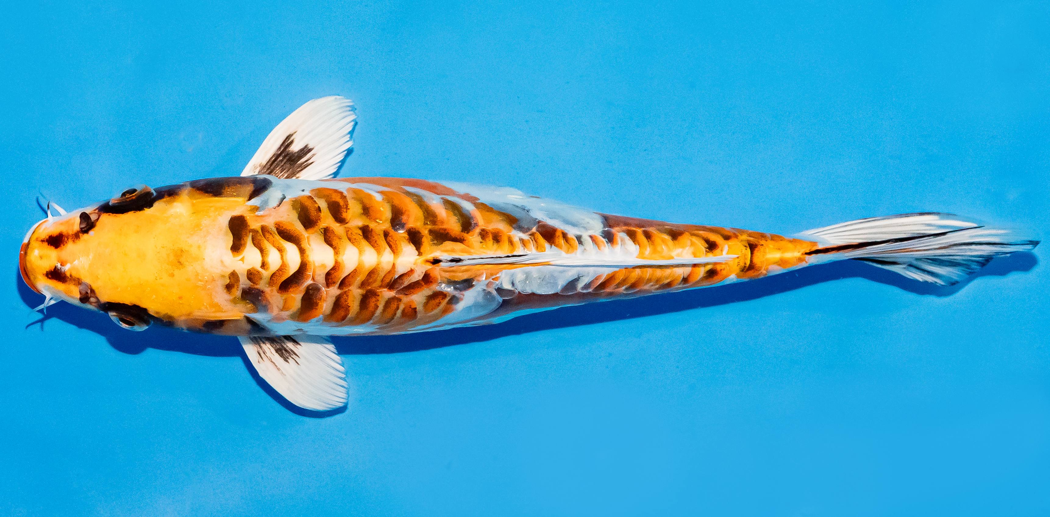 Koi 25-30cm Nr. 6281