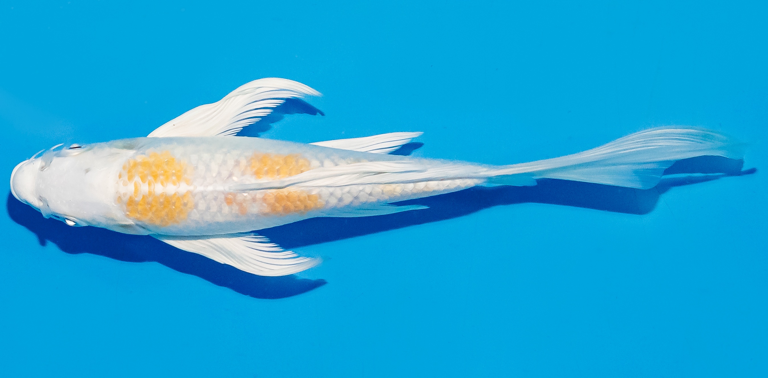 Butterfly Koi 20-25cm Nr. 8548