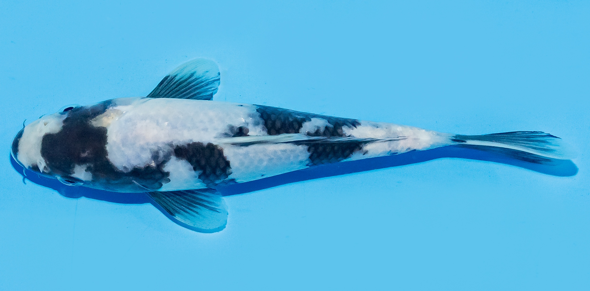 Koi 17-20cm Nr. 8813