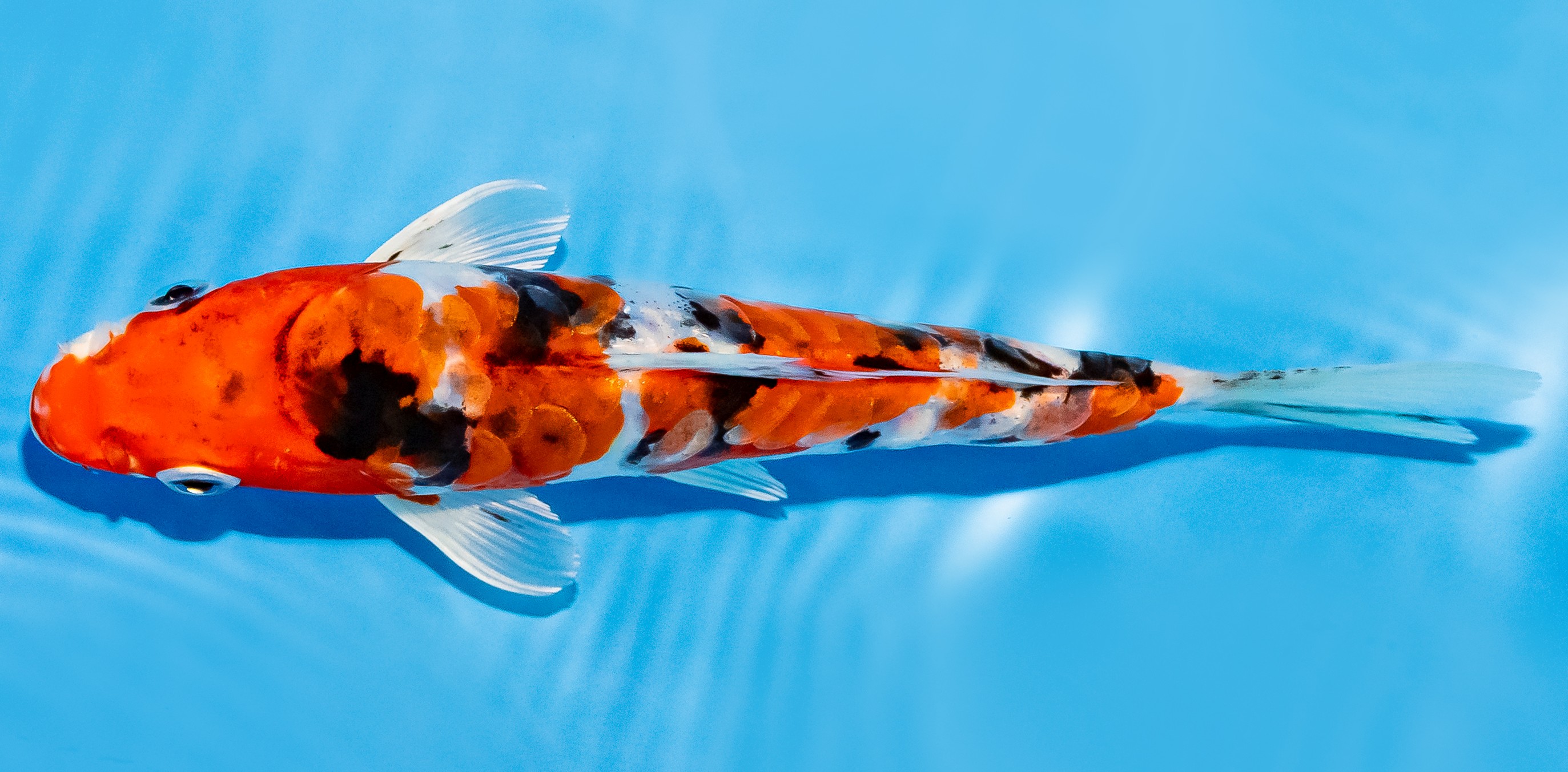 Koi 17-20cm Nr. 7246