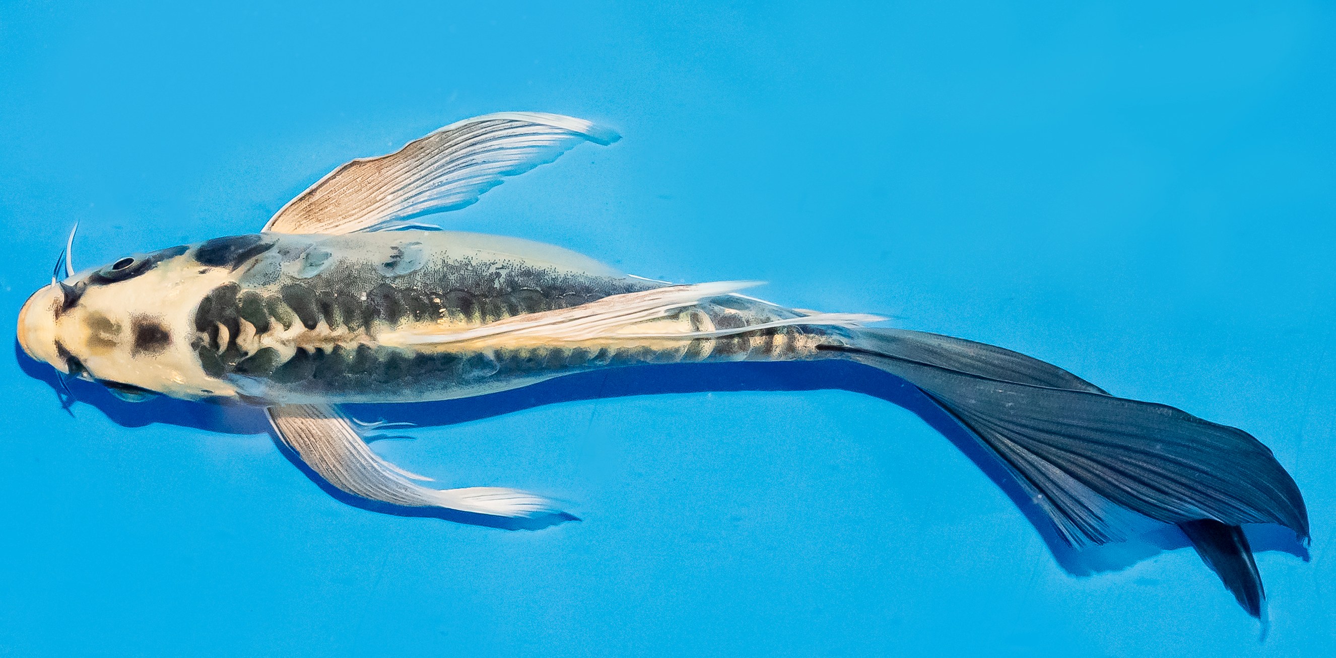 Butterfly Koi 20-25cm Nr. 8550