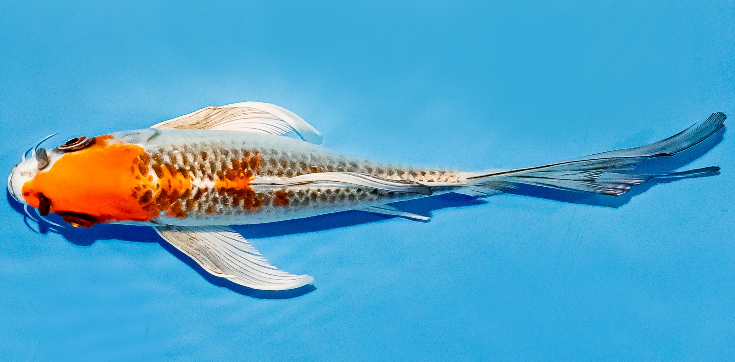 Butterfly Koi 20-25cm Nr. 8542