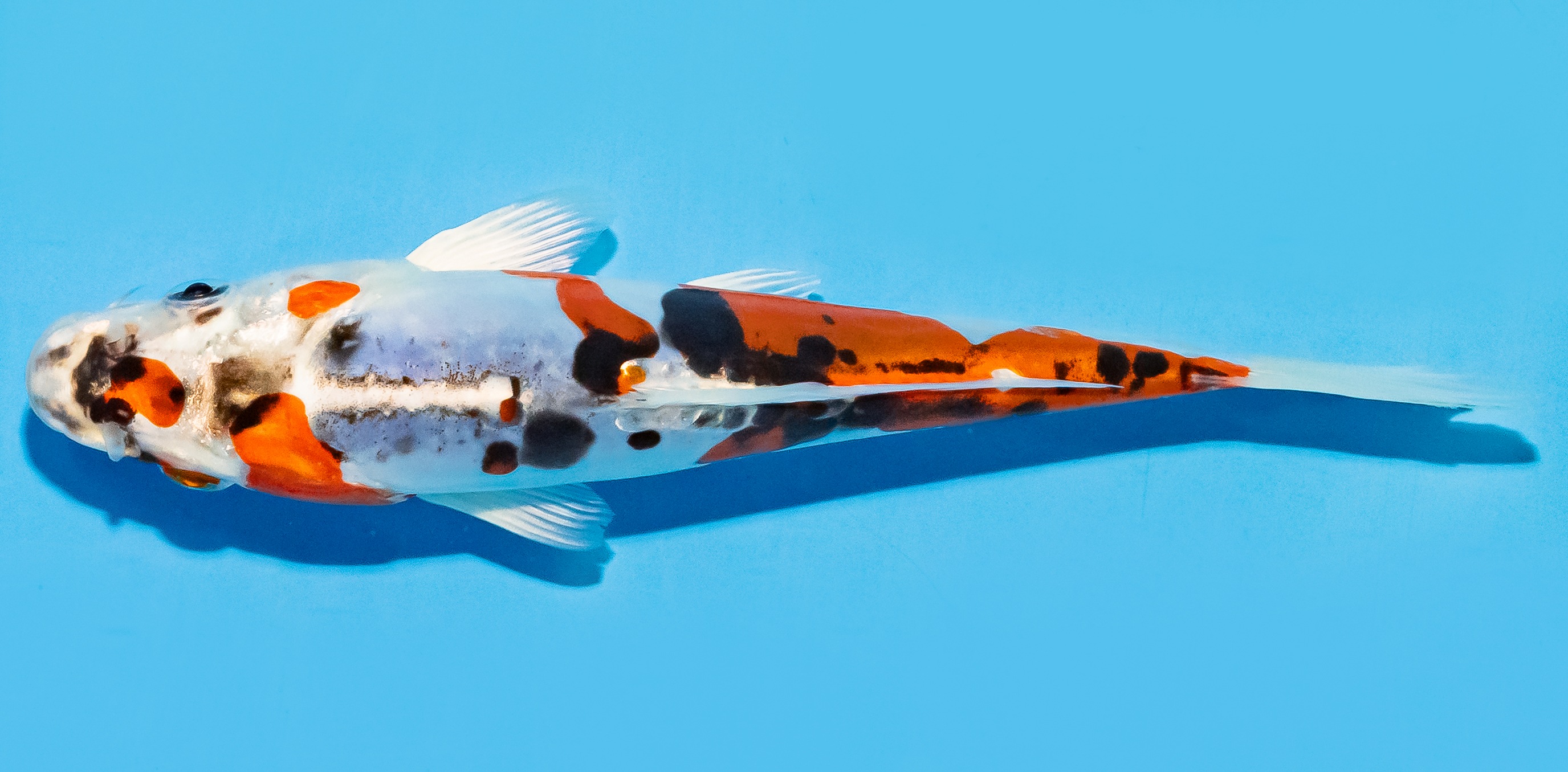 Koi 17-20cm Nr. 7795