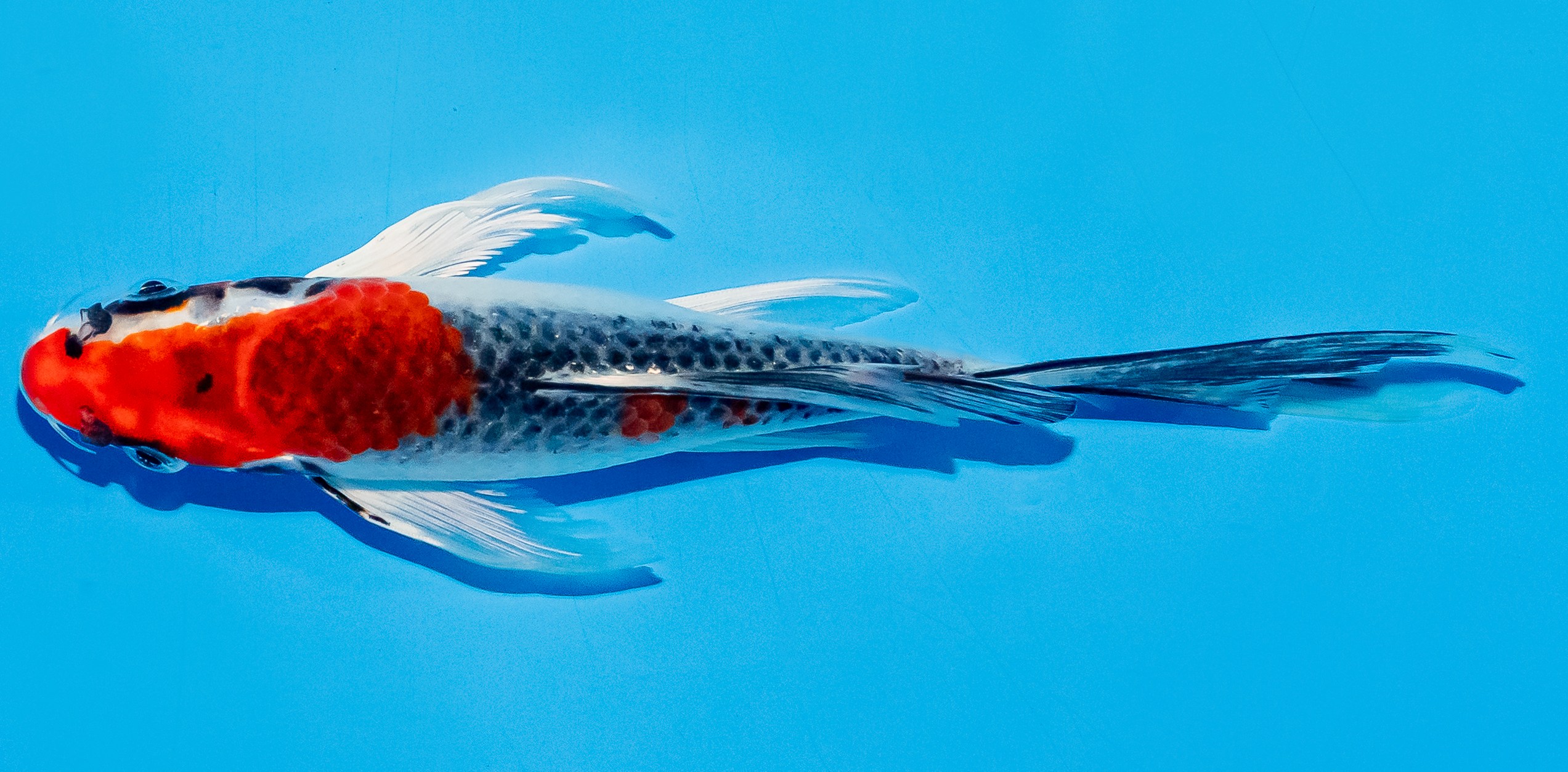 Butterfly Koi 20-25cm Nr. 5438