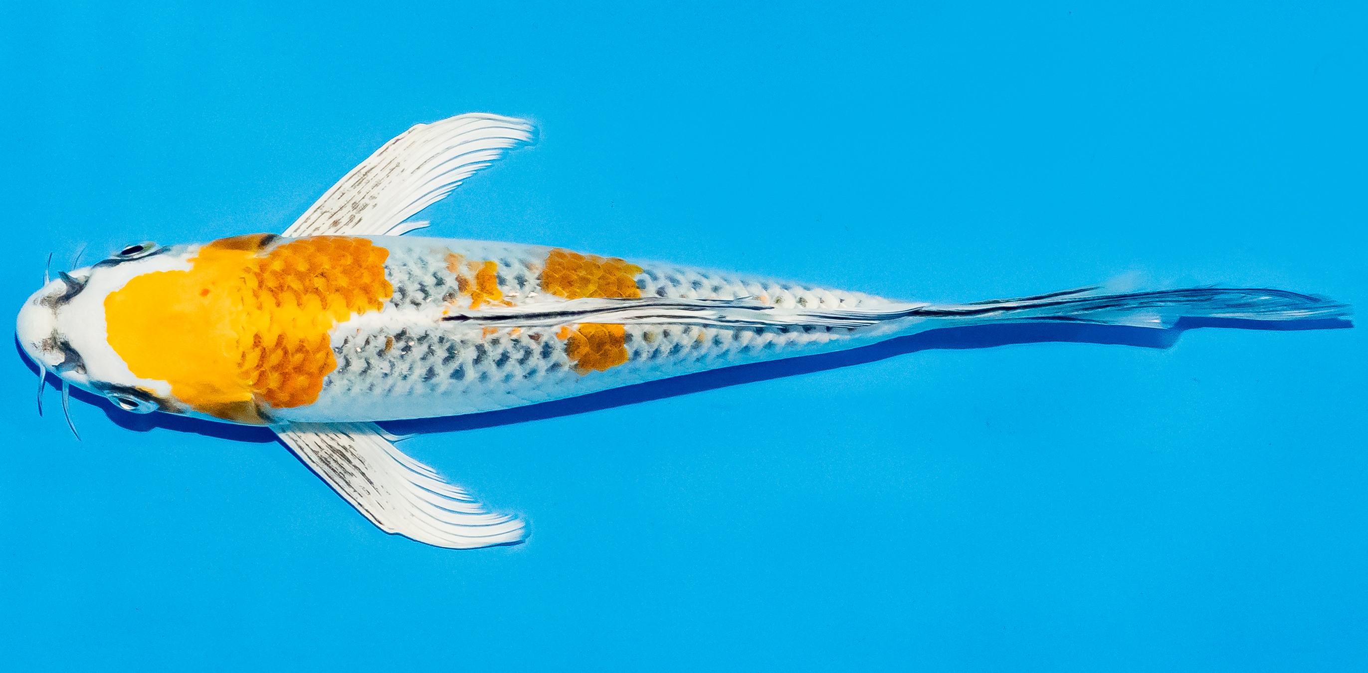 Butterfly Koi 20-25cm Nr. 8554