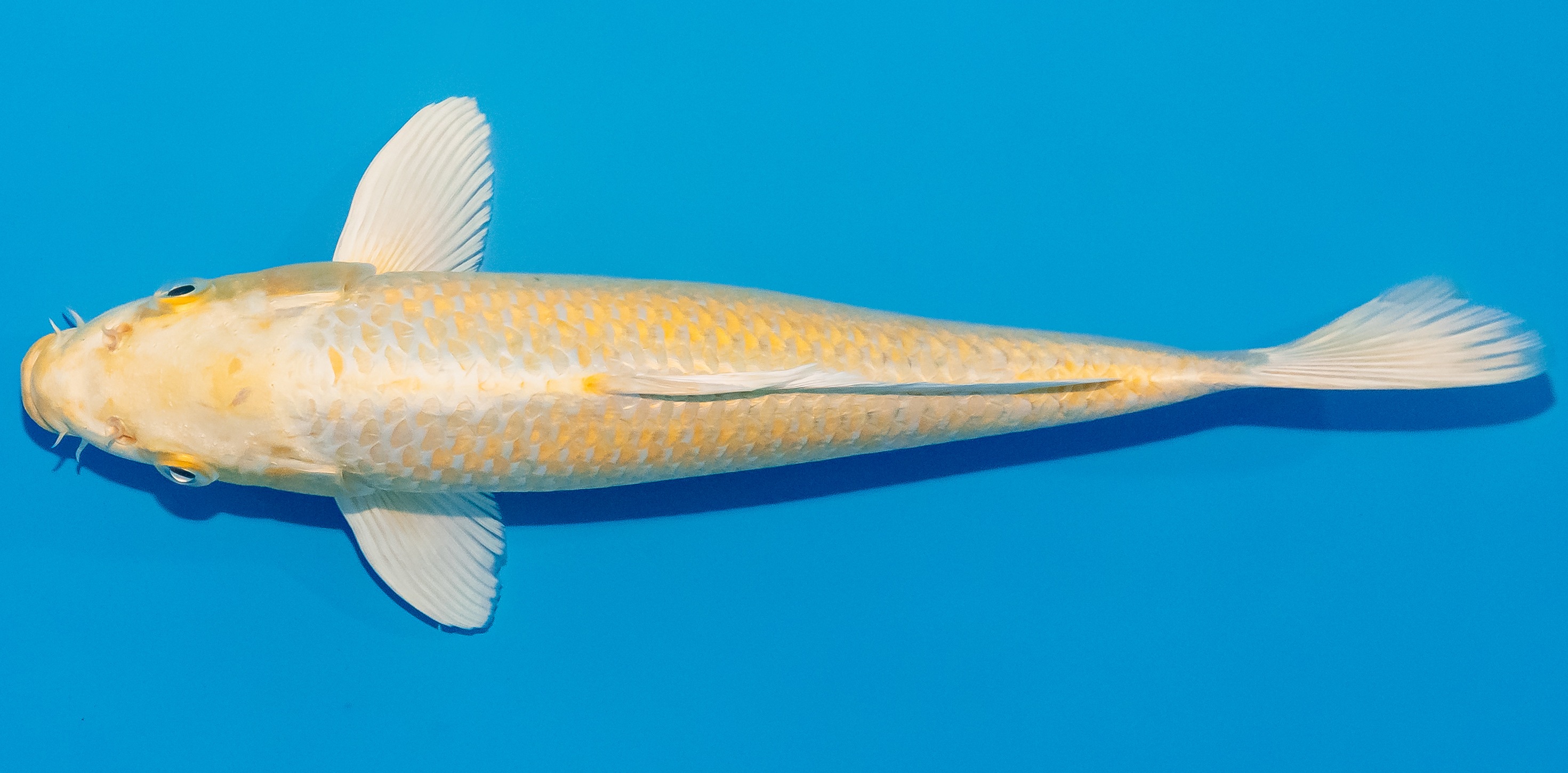 Koi 25-30cm Nr. 1524