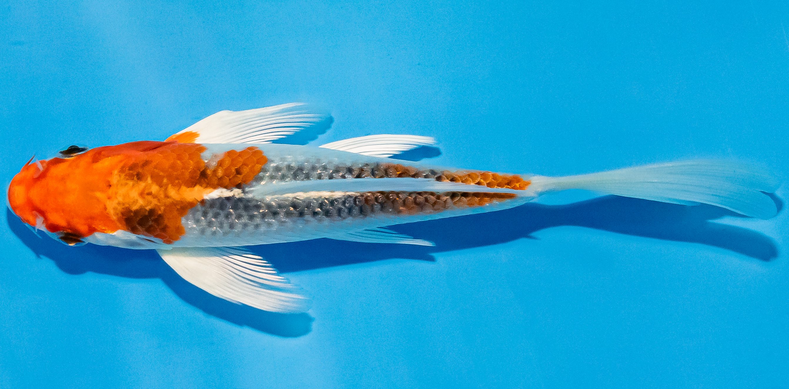 Butterfly Koi 14-17cm Nr. 2544