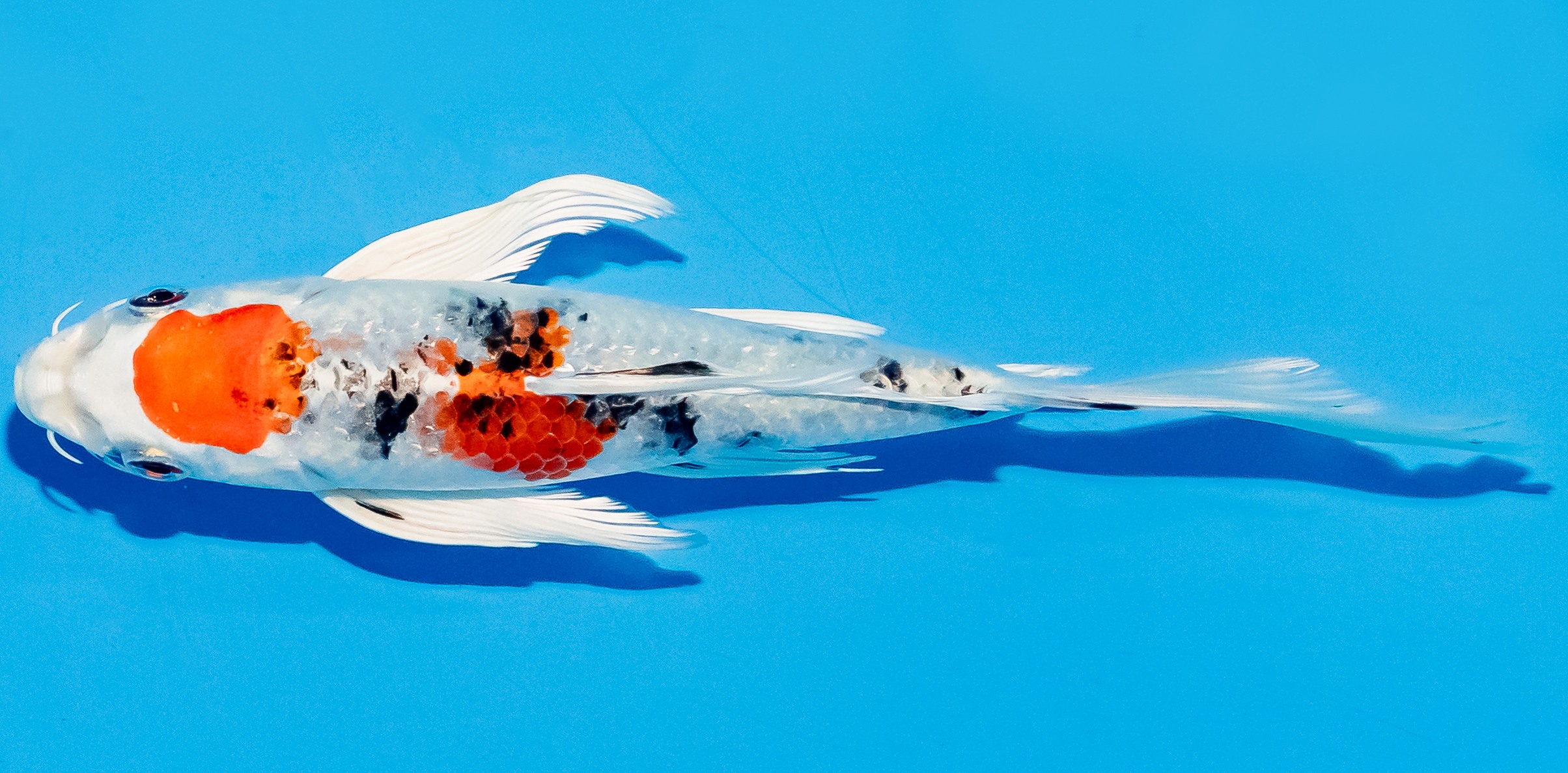 Butterfly Koi 20-25cm Nr. 5481