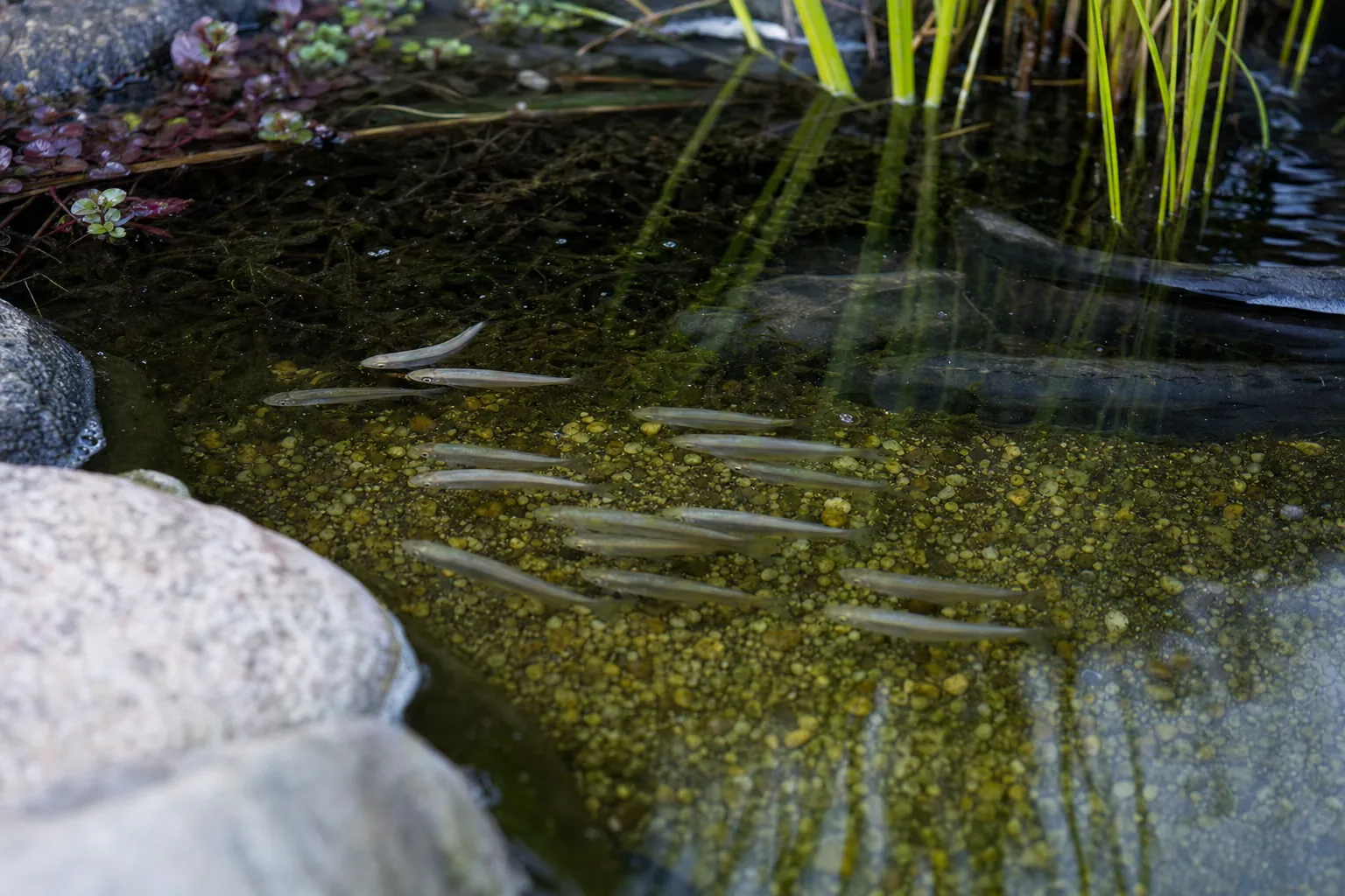Kleiner Schwarm zierlicher Teichfische im klaren Wasser eines Gartenteichs (computergeneriertes Symbolbild)