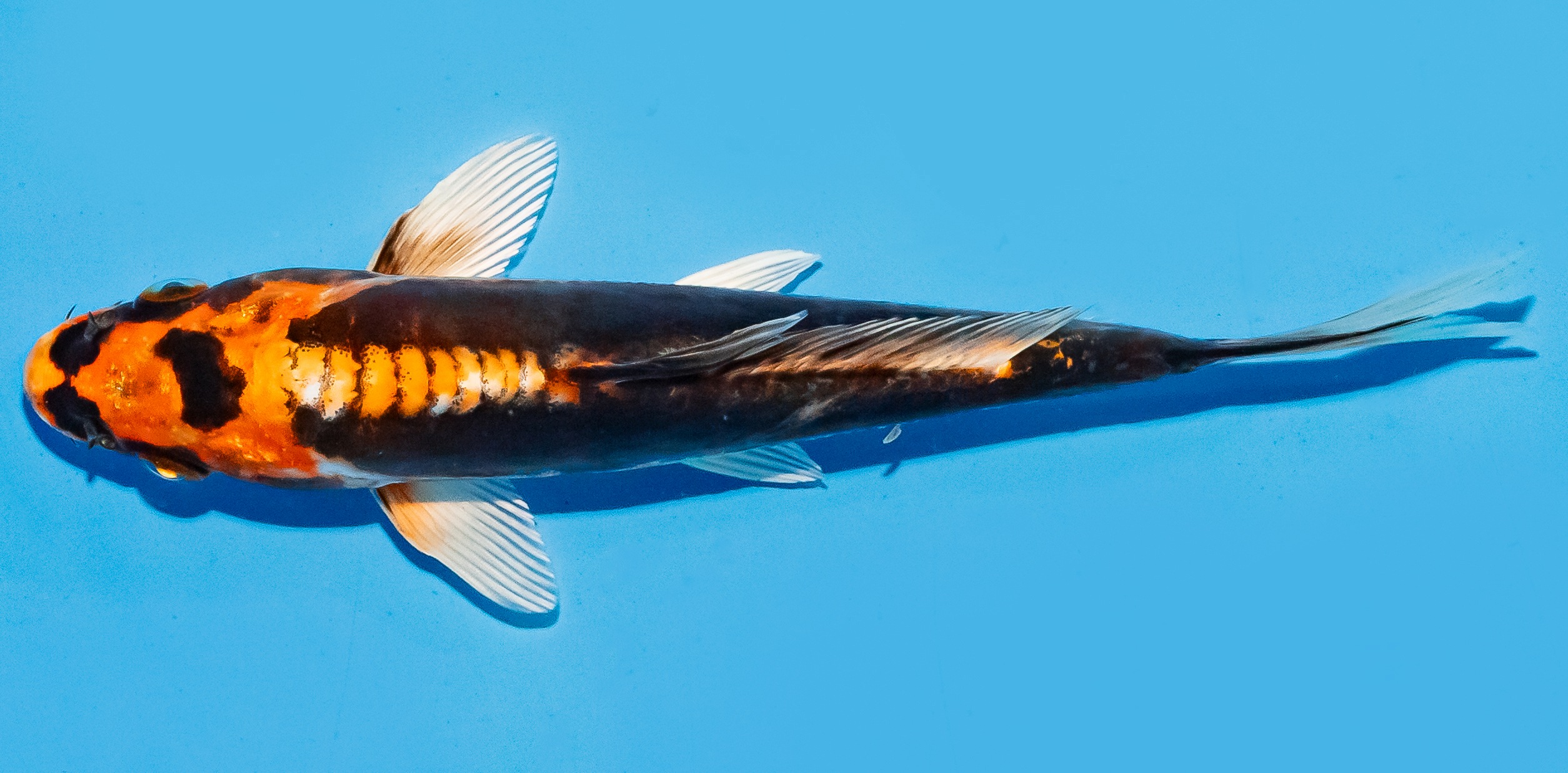 Koi 17-20cm Nr. 8768