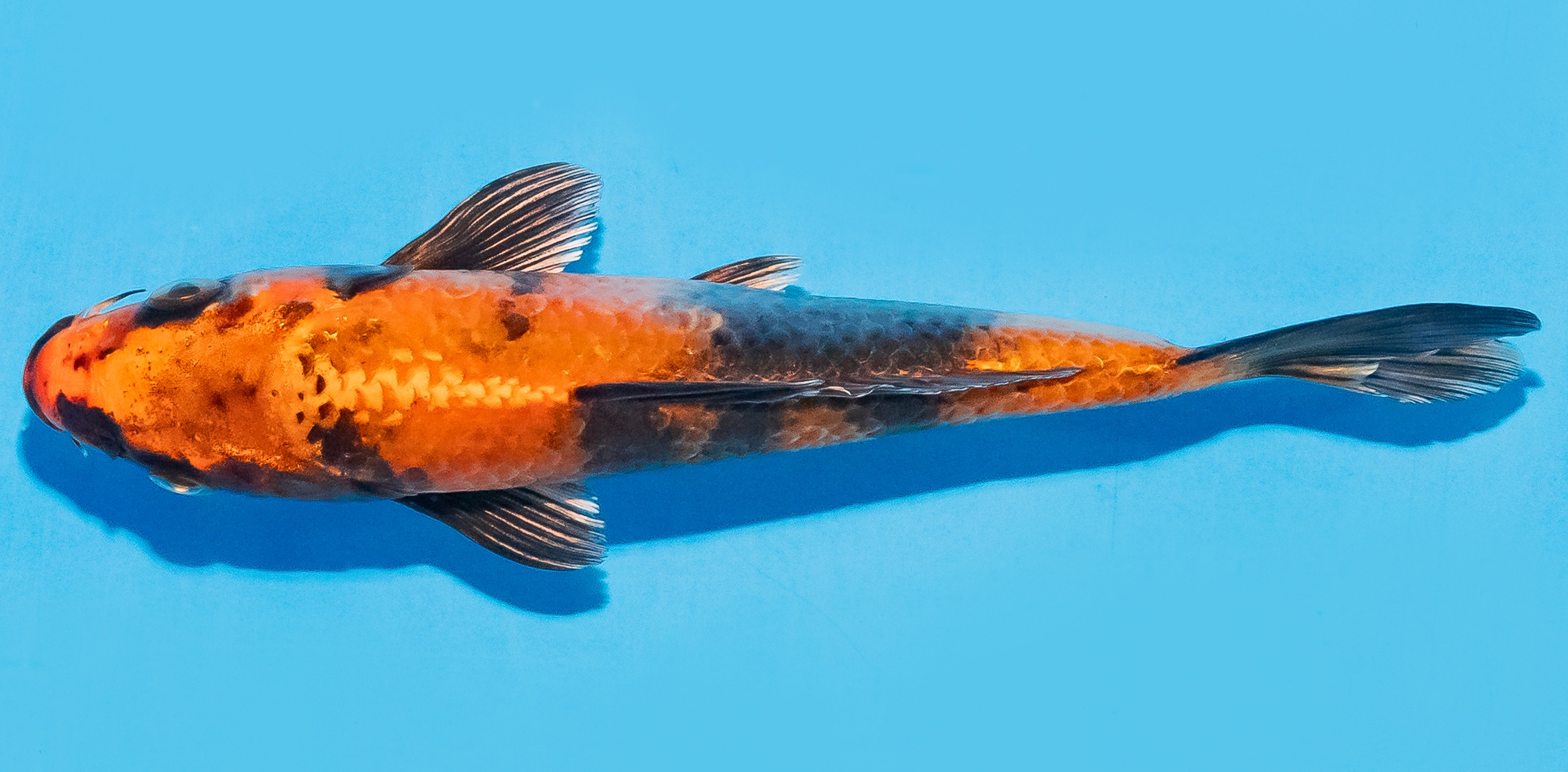 Koi 14-17cm Nr. 8021