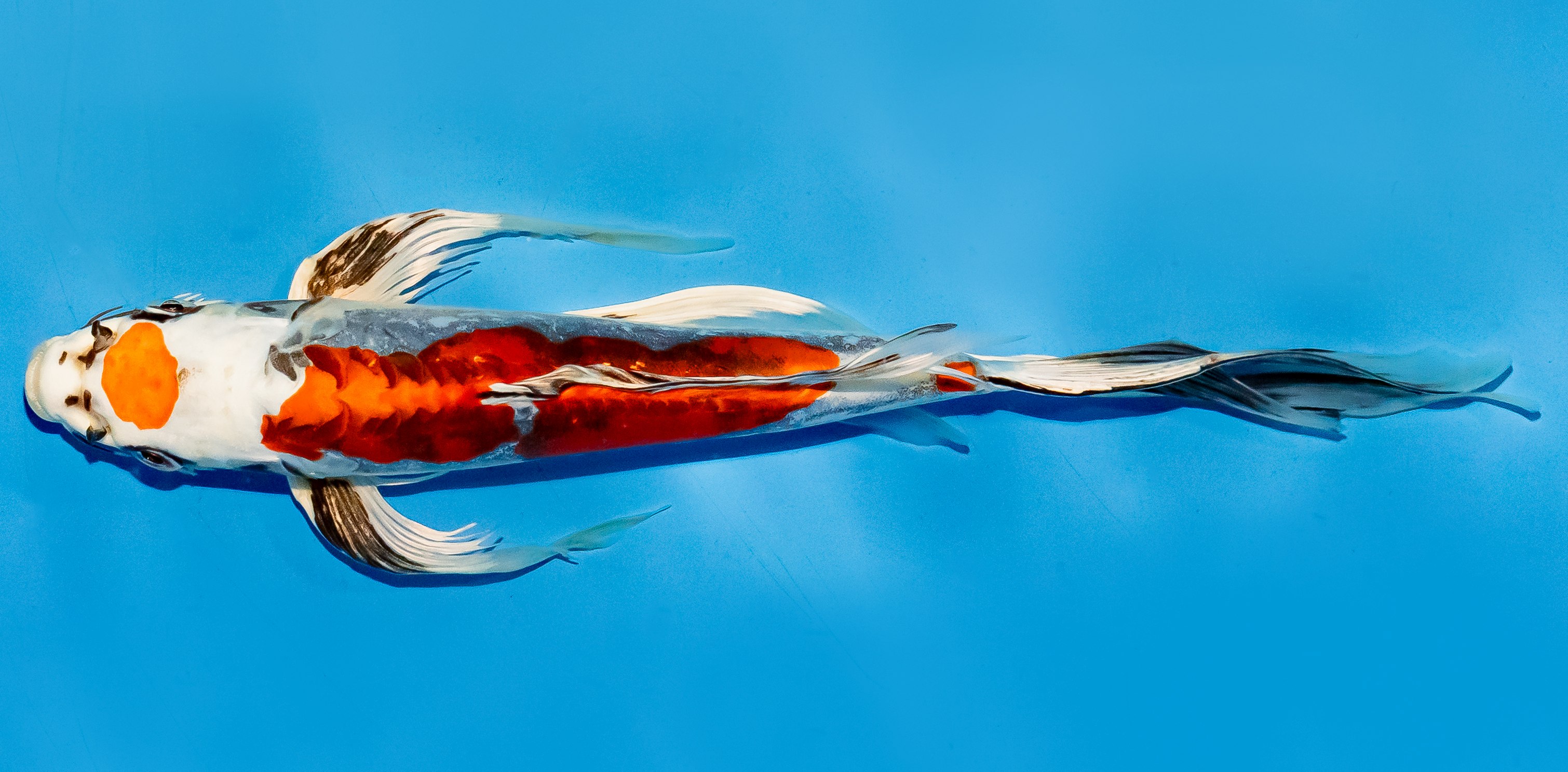 Butterfly Koi 25-30cm Nr. 5641