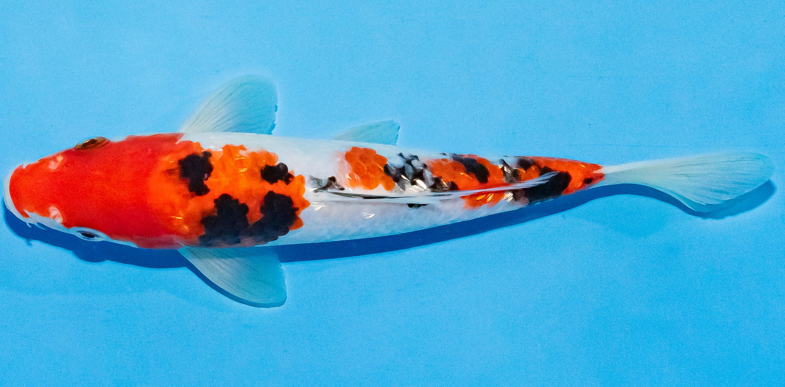 Koi 20-25cm Nr. 1804