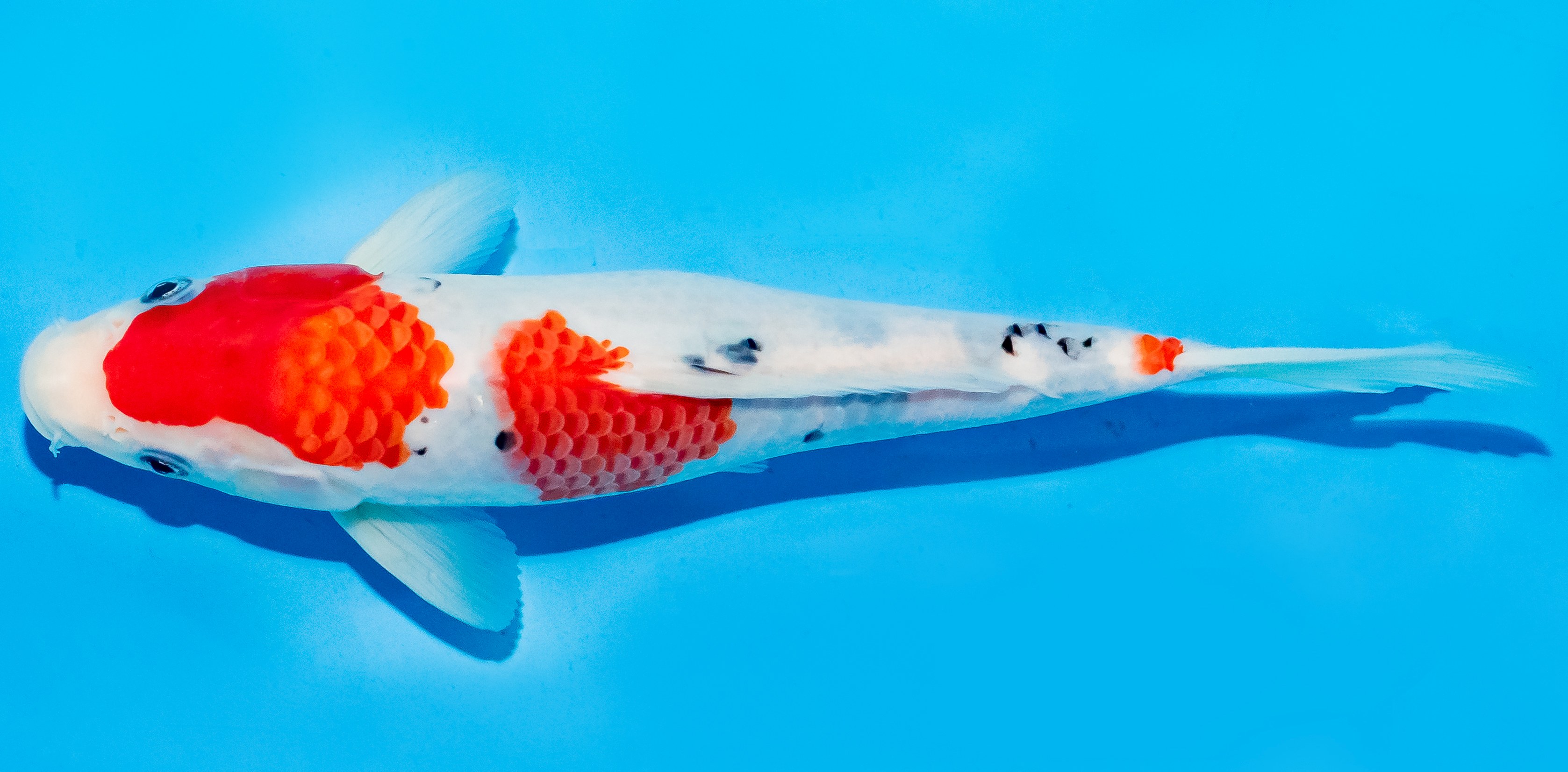 Koi 20-25cm Nr. 6671