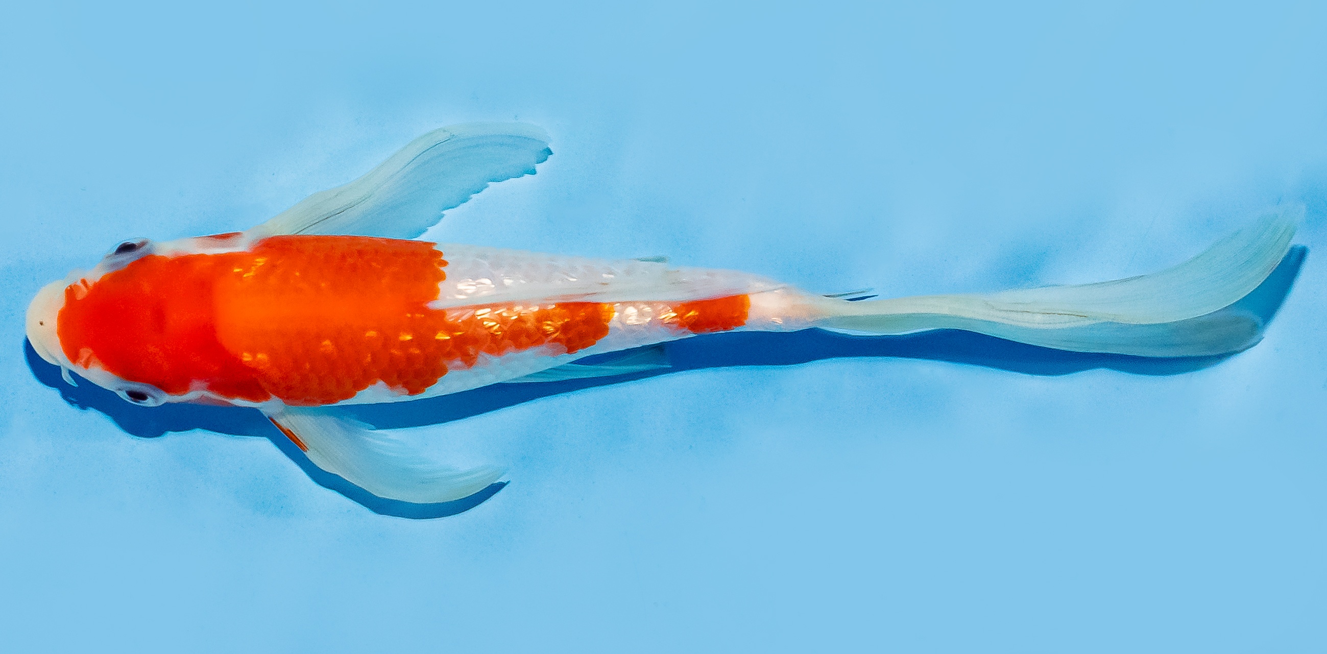 Butterfly Koi 17-20cm Nr. 6901