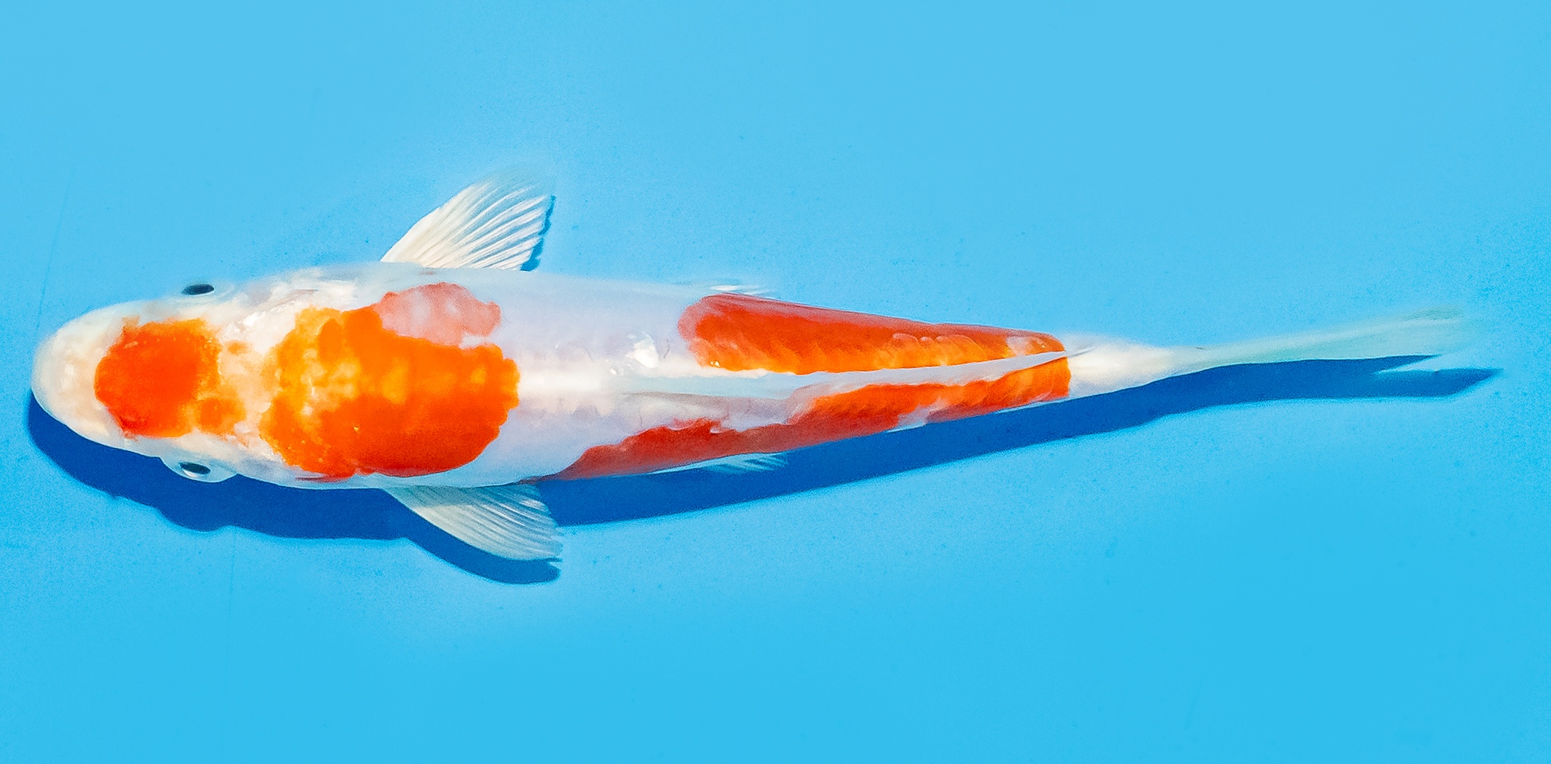 Koi 14-17cm Nr. 8006