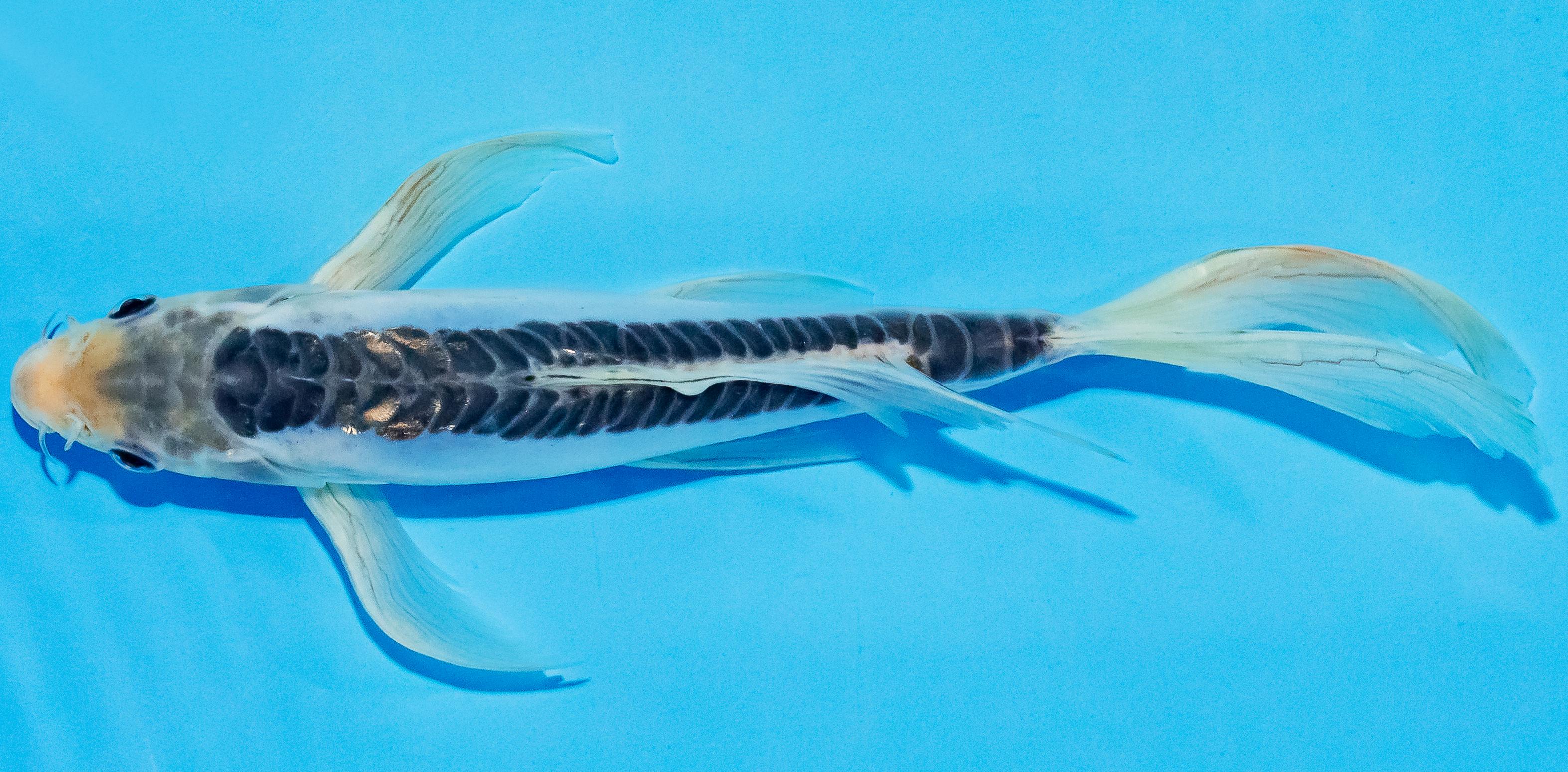 Butterfly Koi 20-25cm Nr. 3328