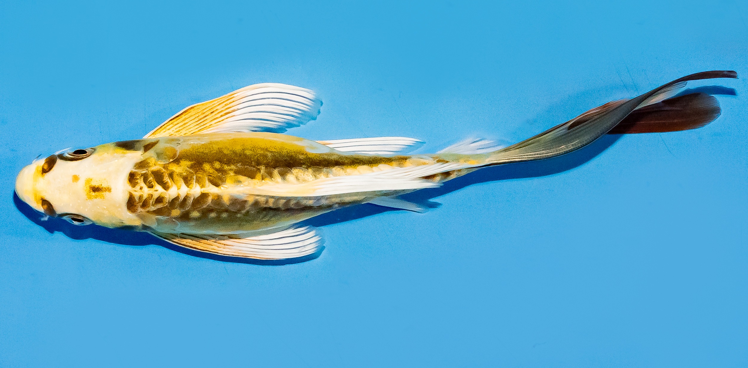 Butterfly Koi 20-25cm Nr. 8572