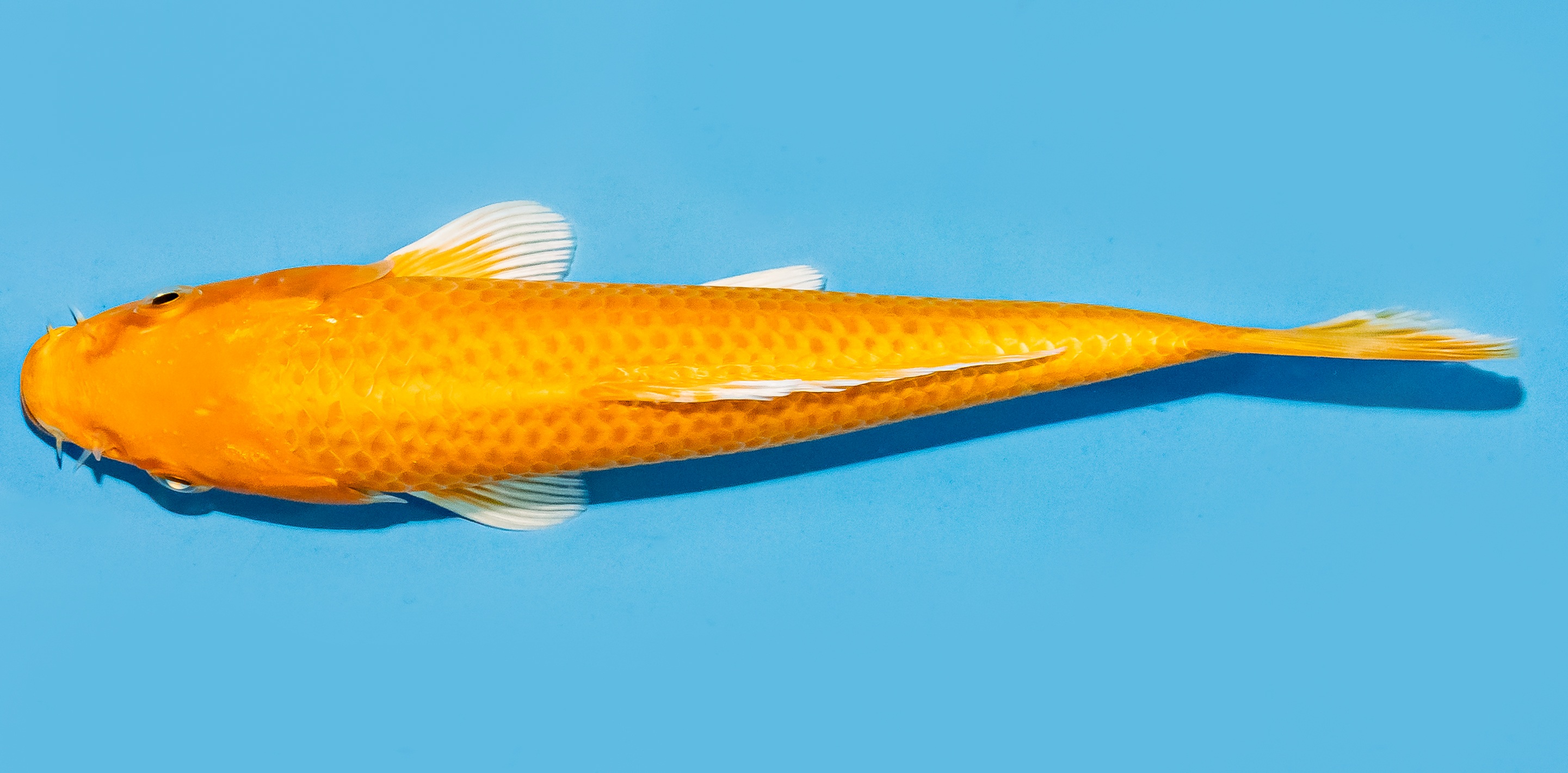 Koi 17-20cm Nr. 6856
