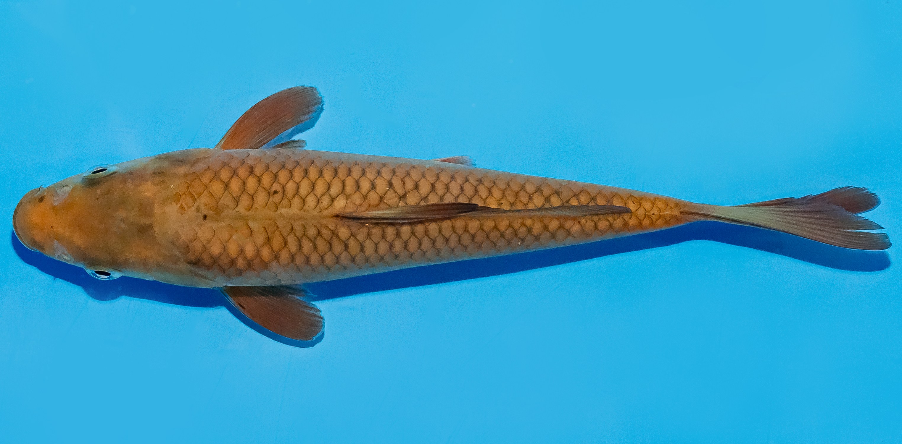 Koi 20-25cm Nr. 8661