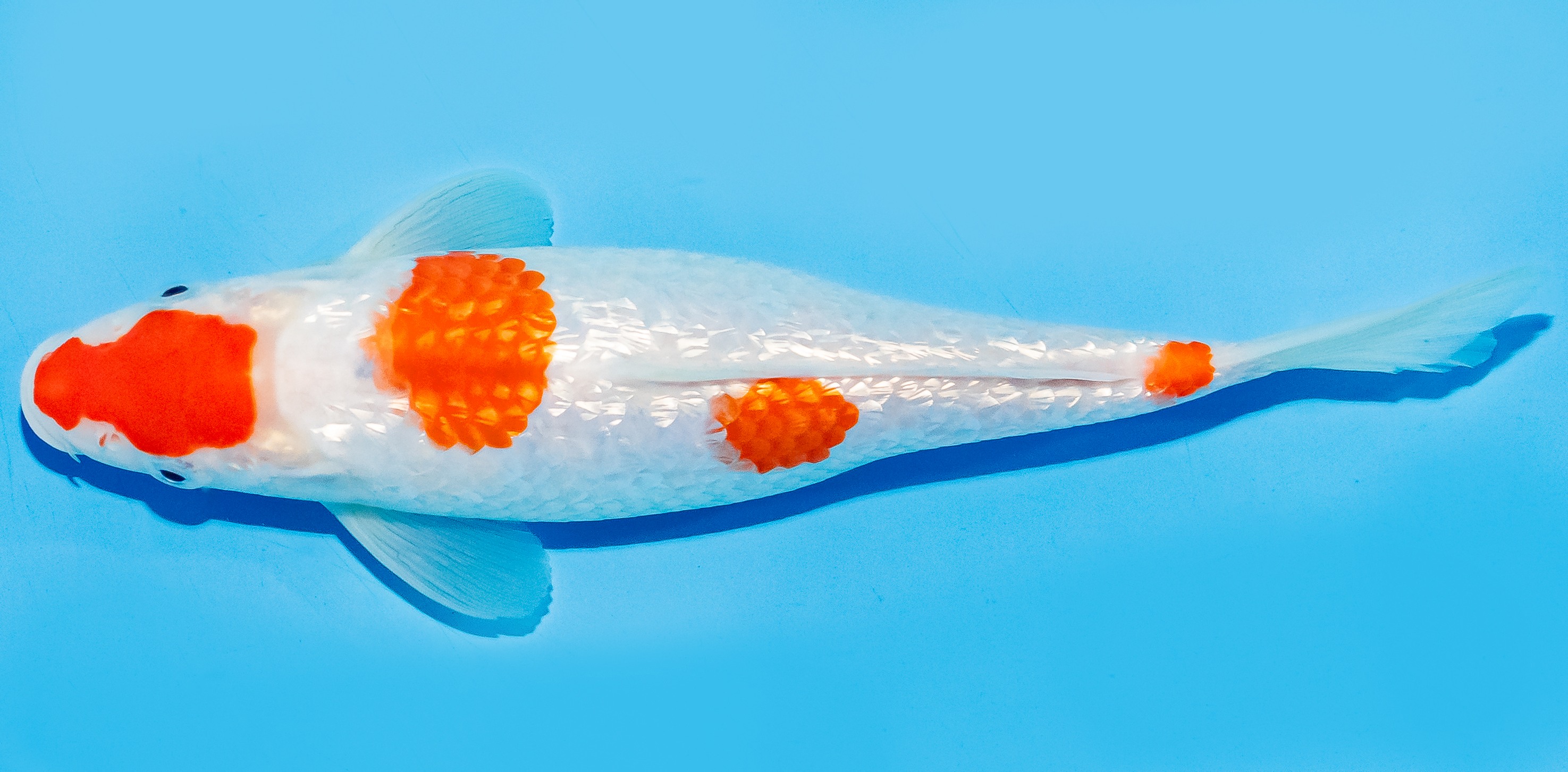 Koi 20-25cm Nr. 6644