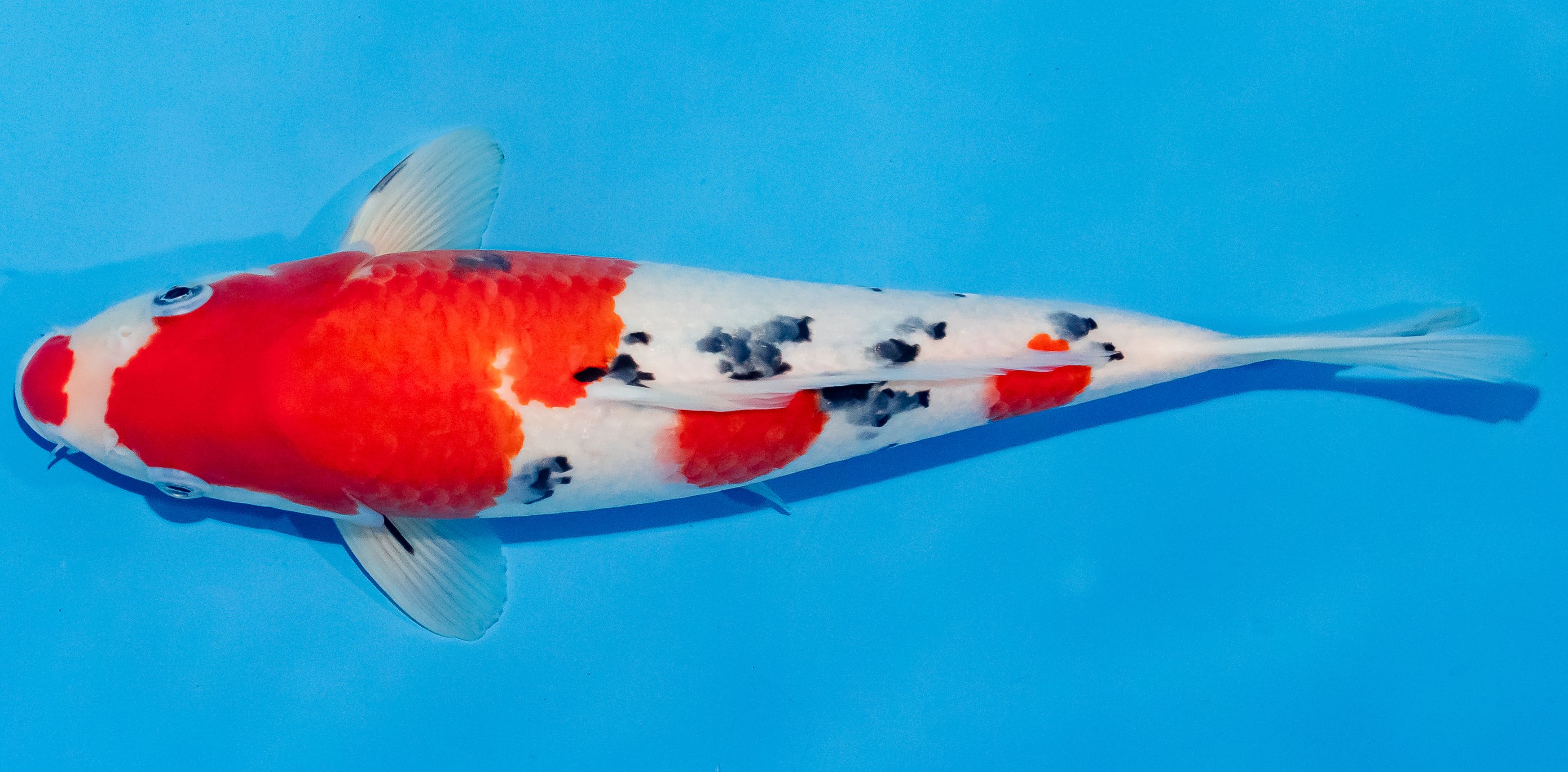 Koi 30-35cm Nr. 1313