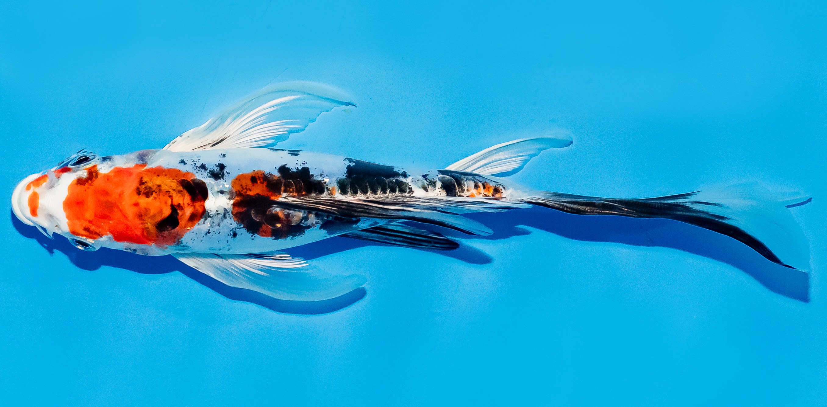 Butterfly Koi 20-25cm Nr. 5418