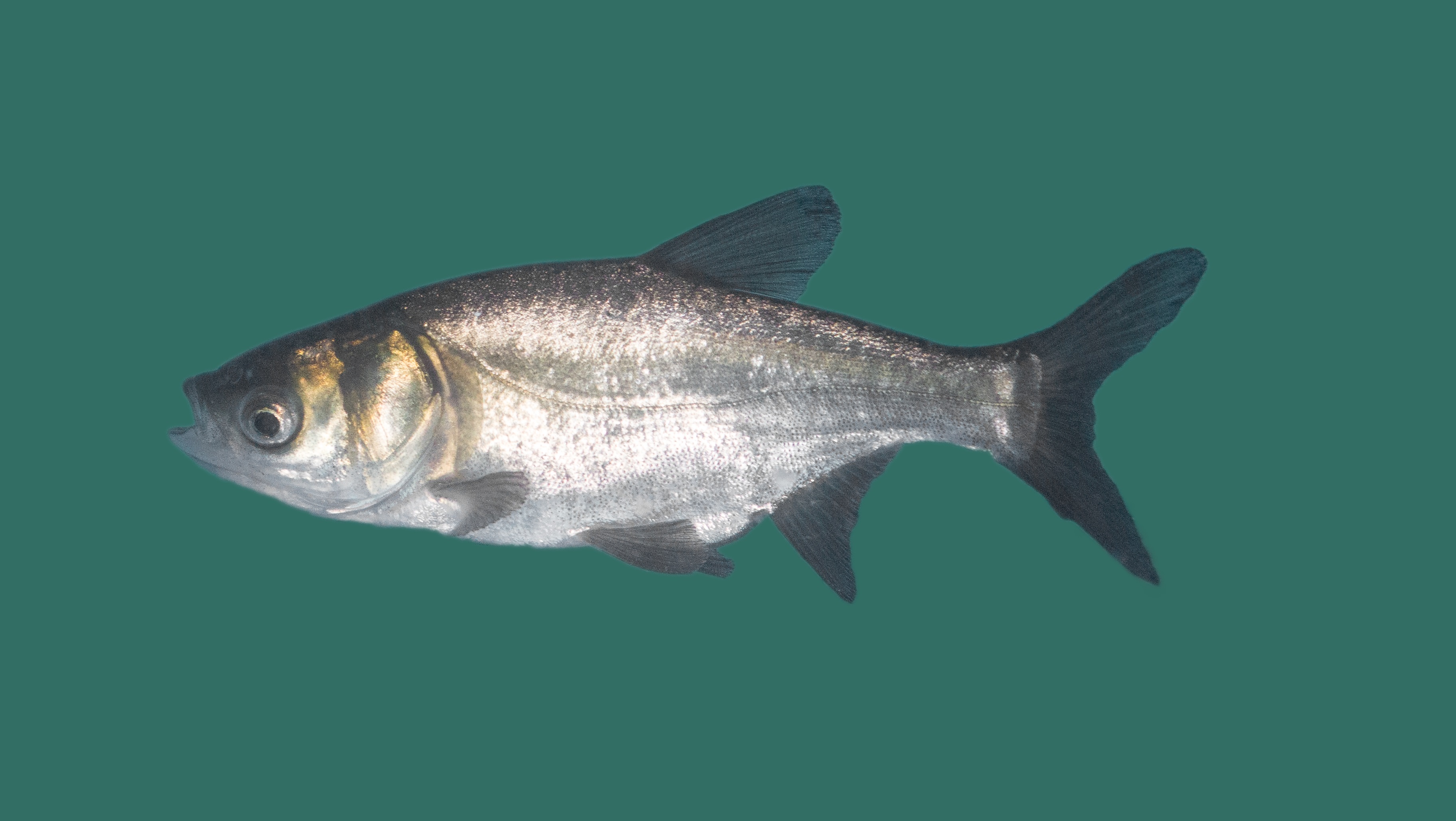 Silberkarpfen