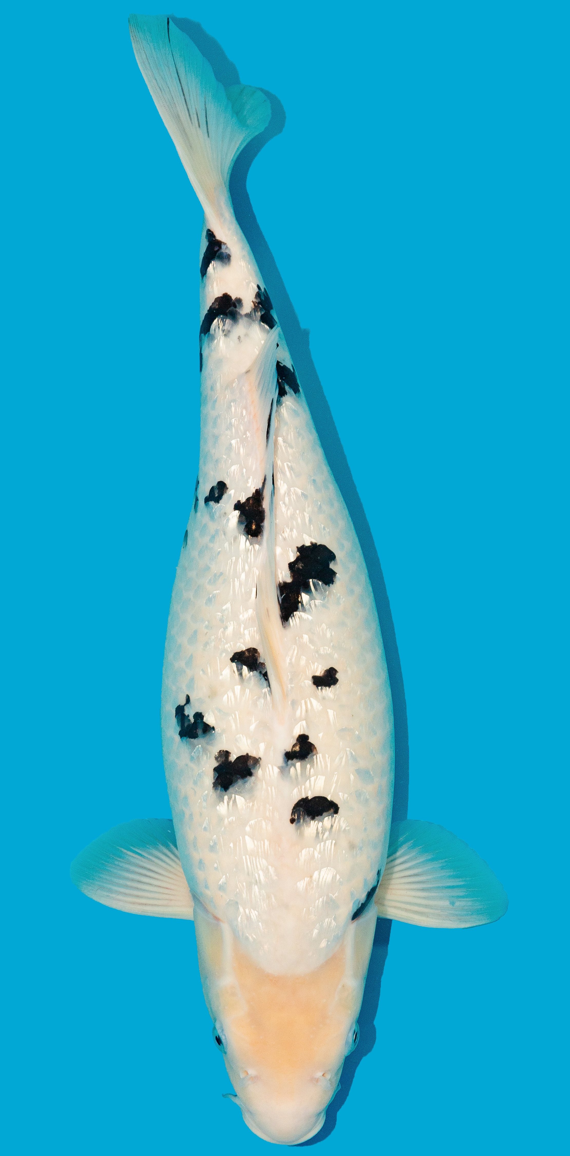GinRin Bekko 52-56cm Nr. 4829
