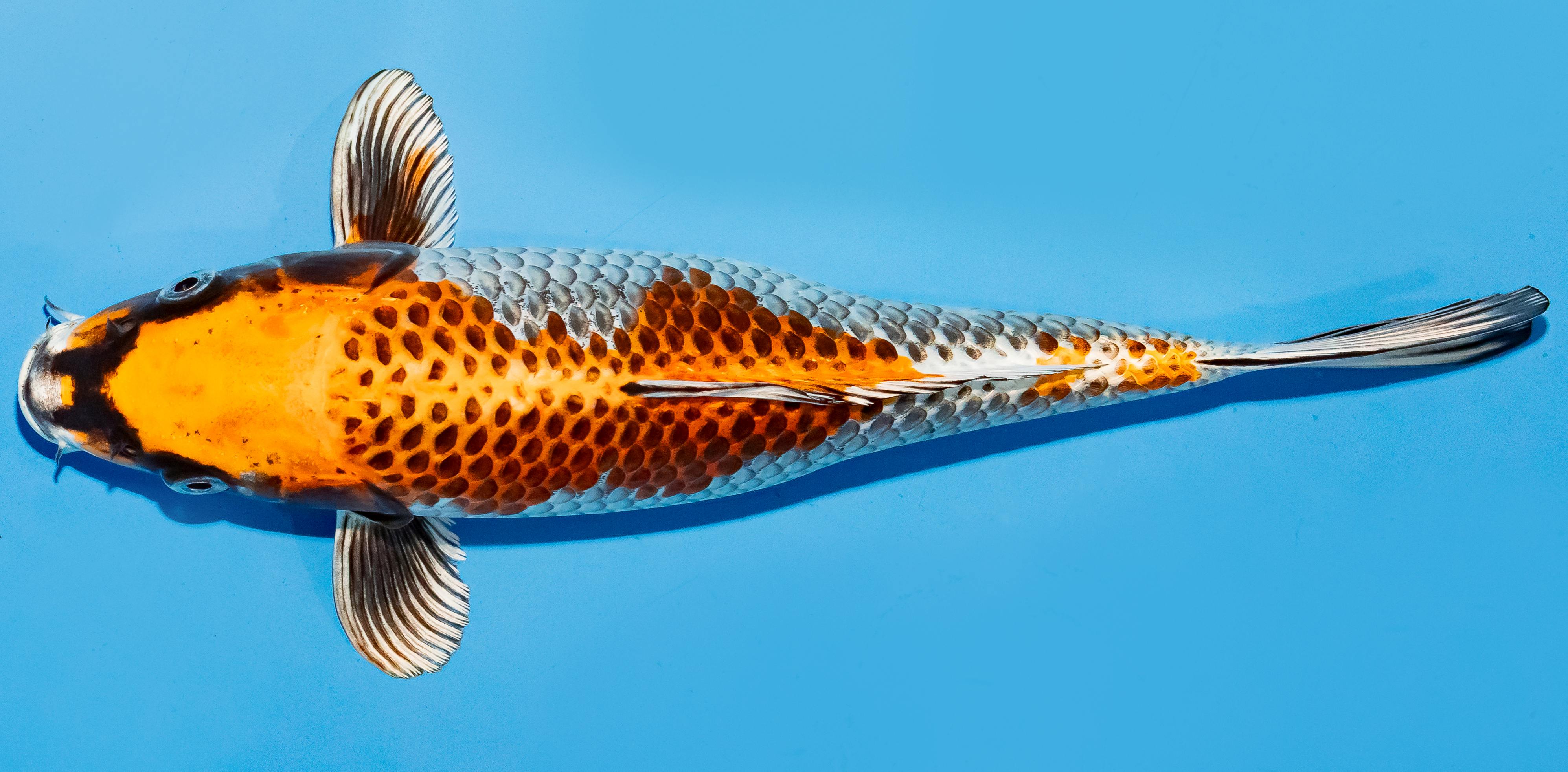 Koi 25-30cm Nr. 6263