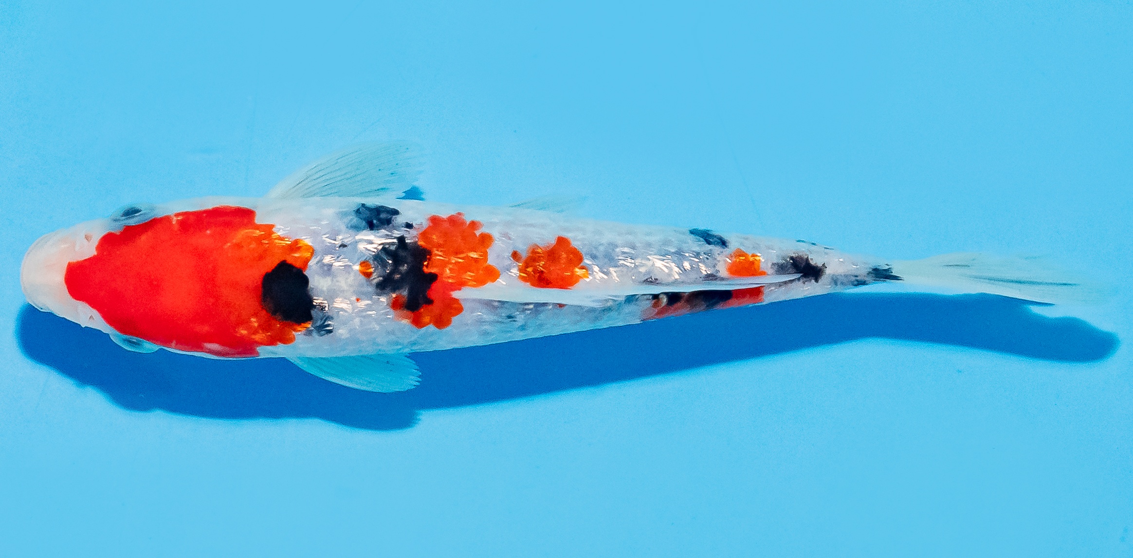 Koi 14-17cm Nr. 8046
