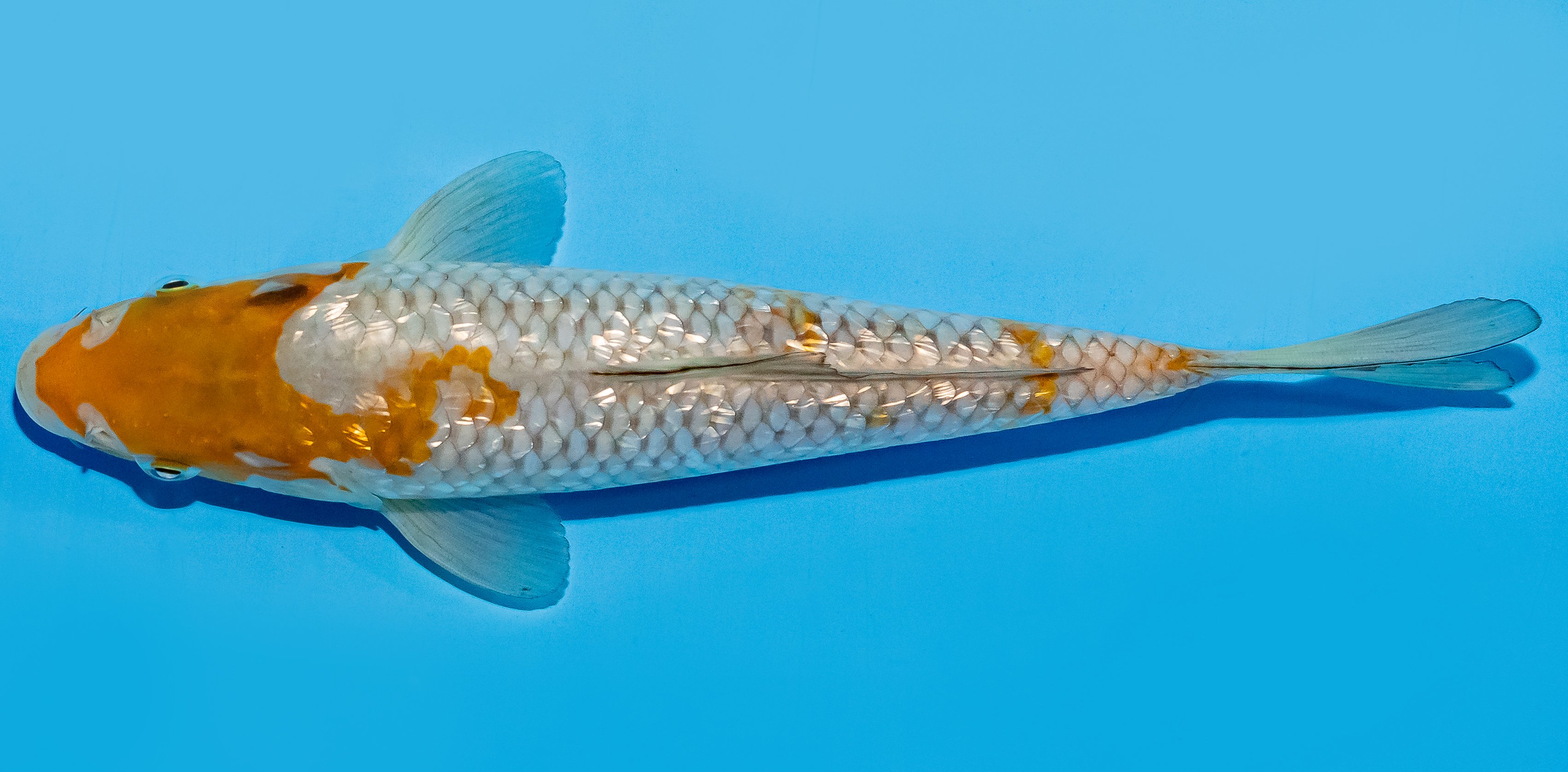 Koi 20-25cm Nr. 8632