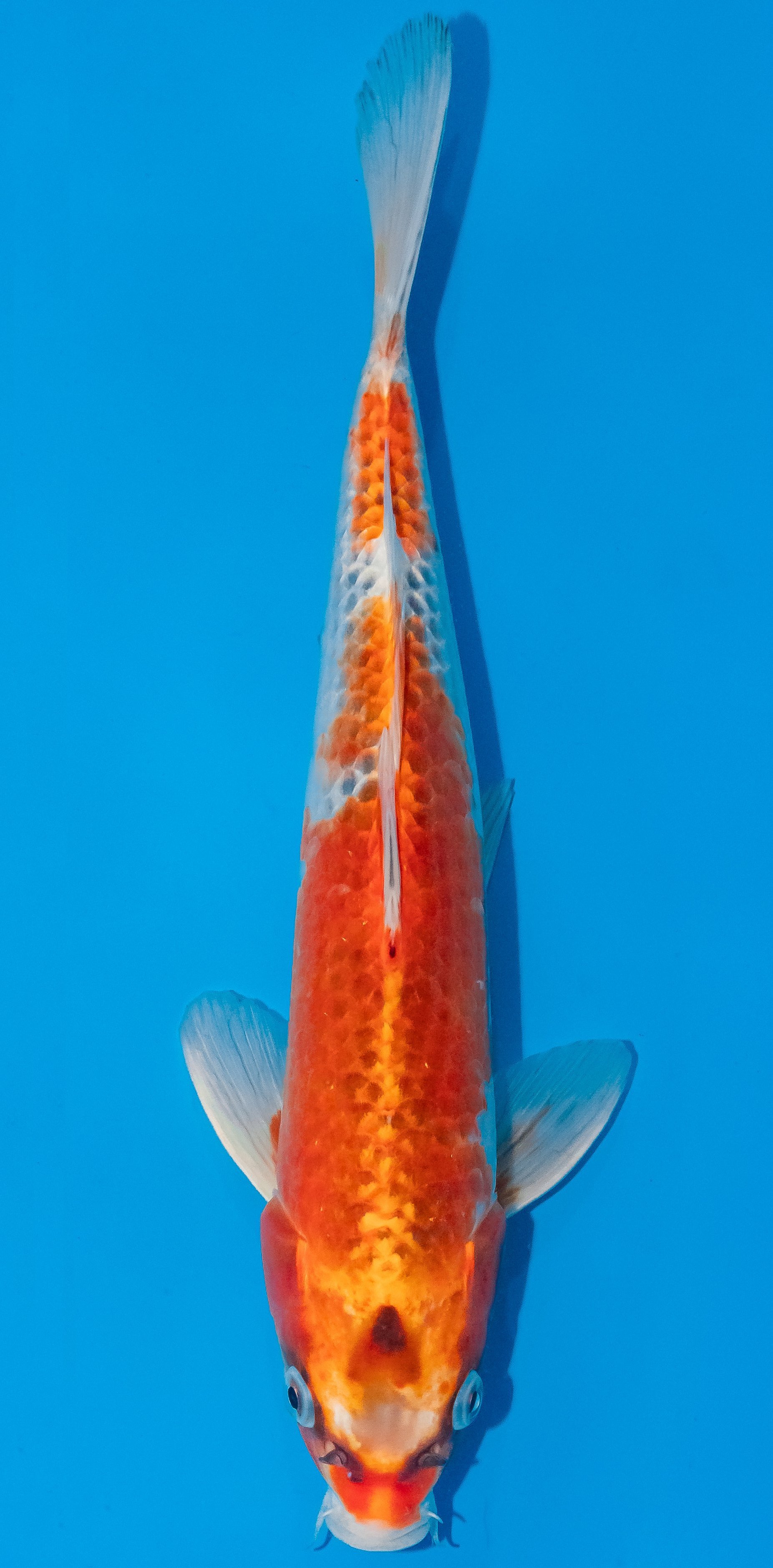 Koi 30-35cm Nr. 1039
