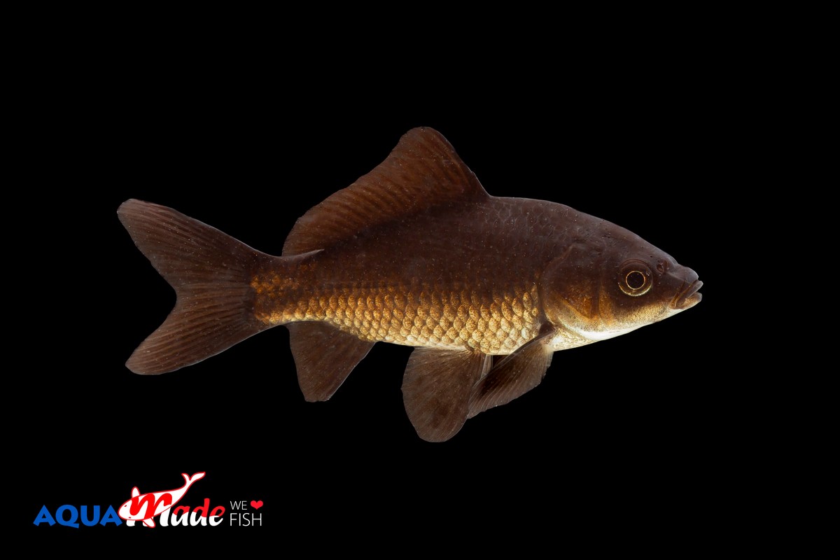 Schwarzer Goldfisch Comet