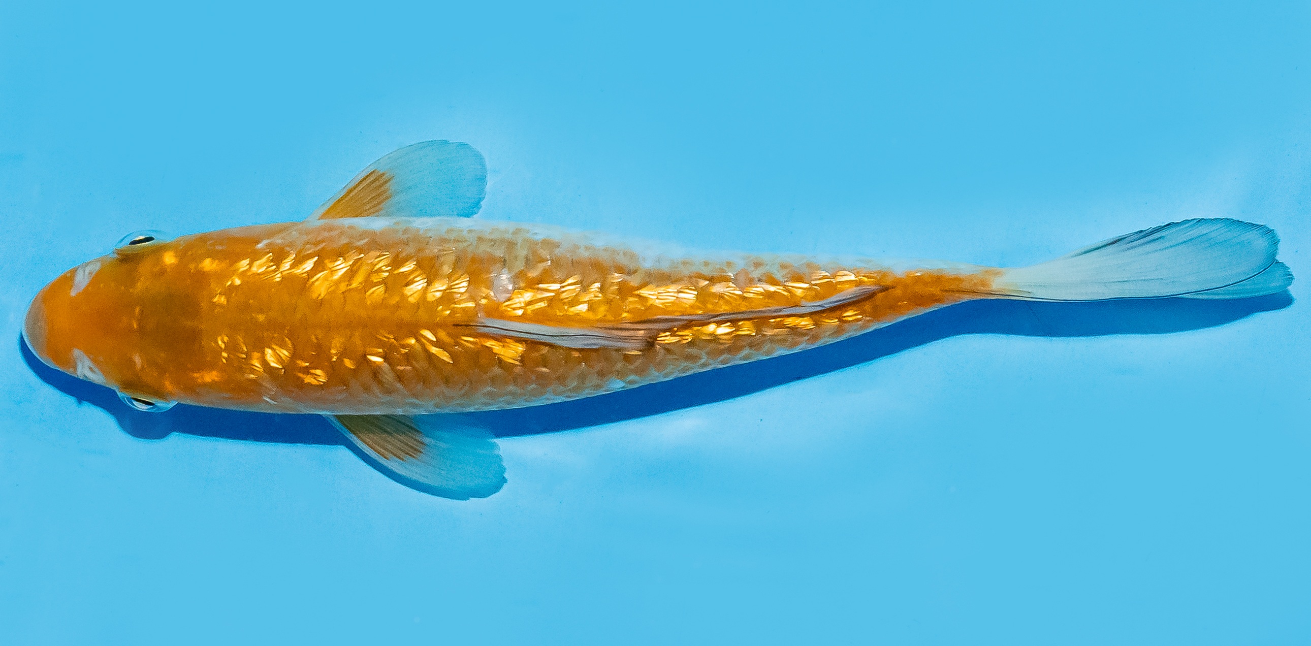 Koi 17-20cm Nr. 8793