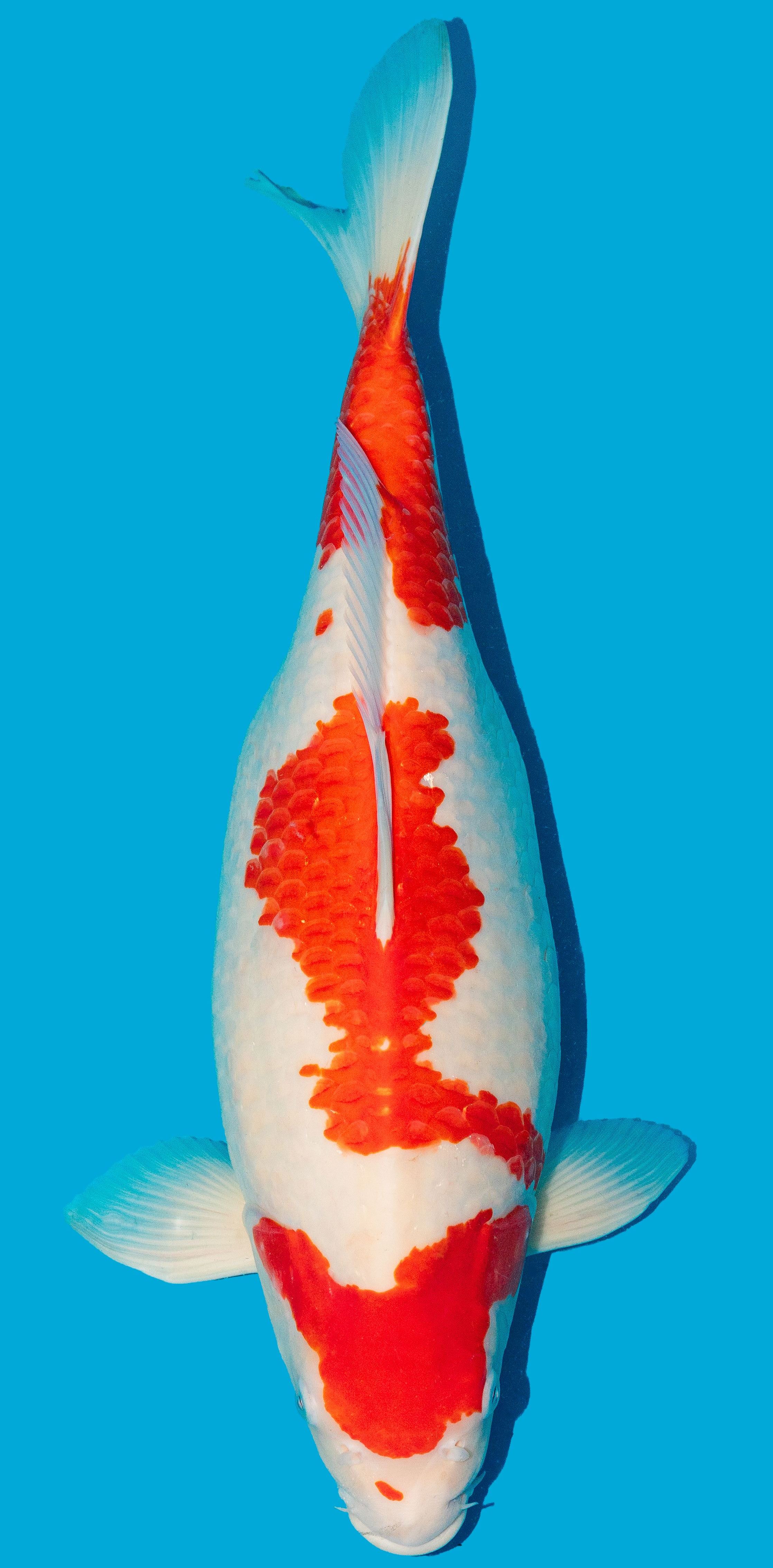 Kohaku 52-56cm Nr. 4807