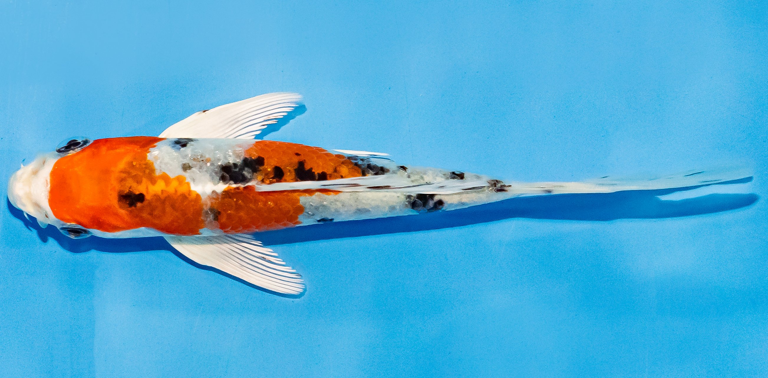 Butterfly Koi 14-17cm Nr. 2559