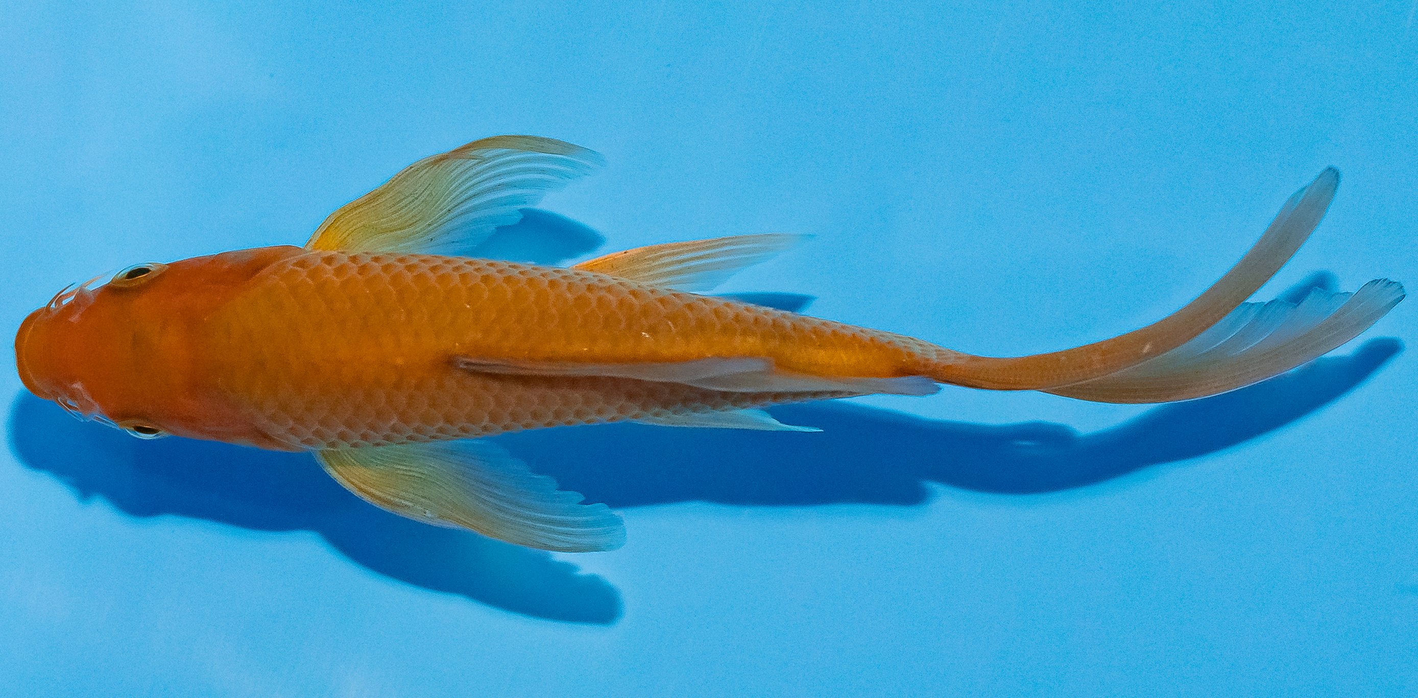 Butterfly Koi 14-17cm Nr. 2591