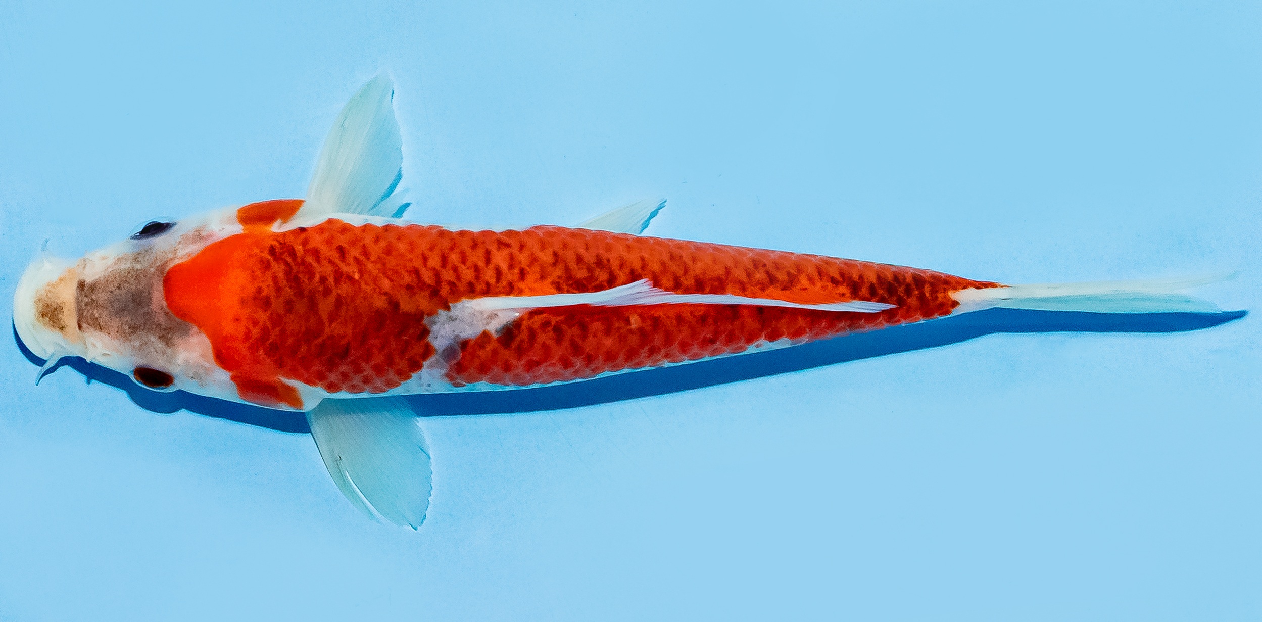 Koi 17-20cm Nr. 7747