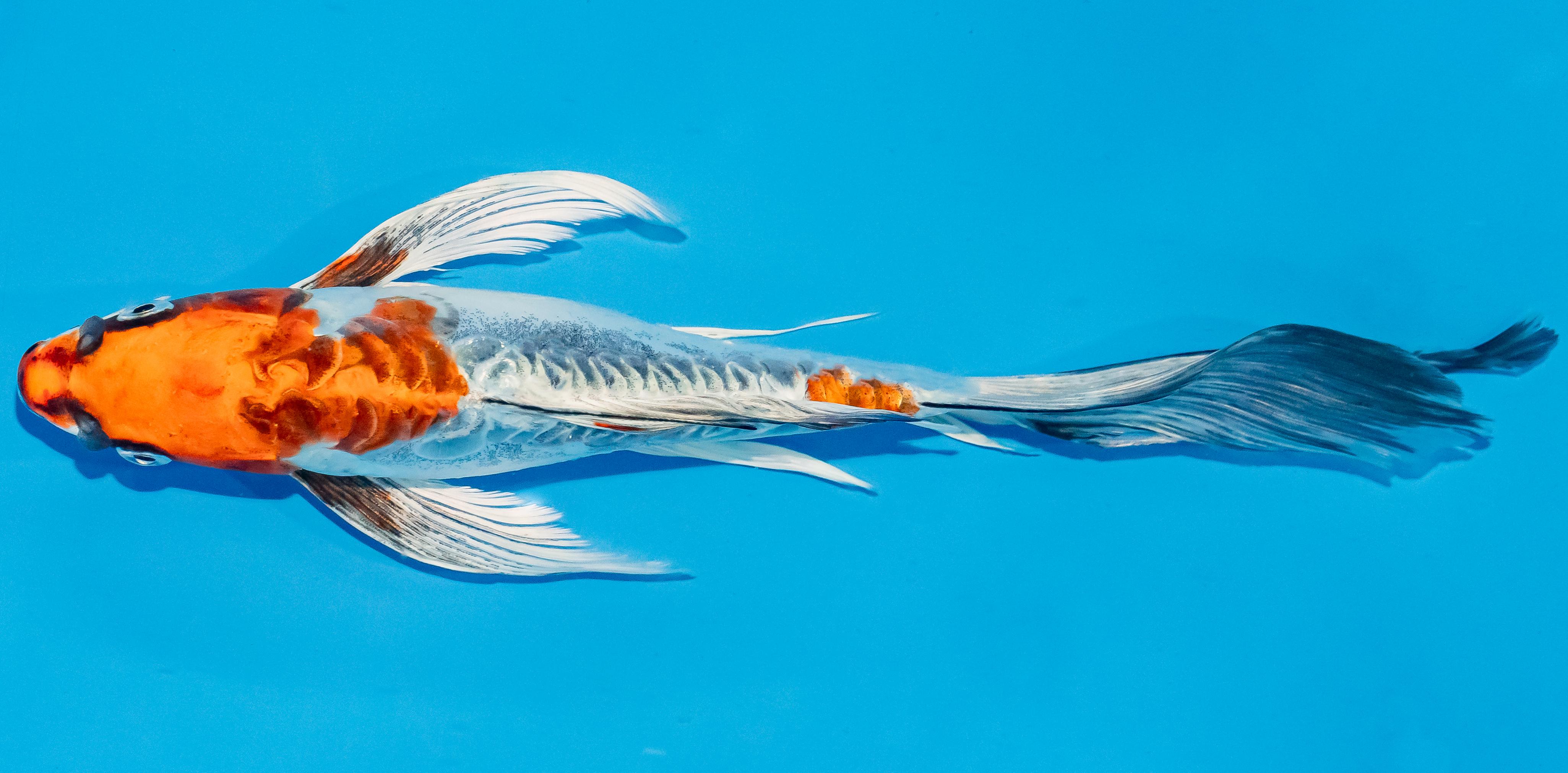 Butterfly Koi 25-30cm Nr. 2355