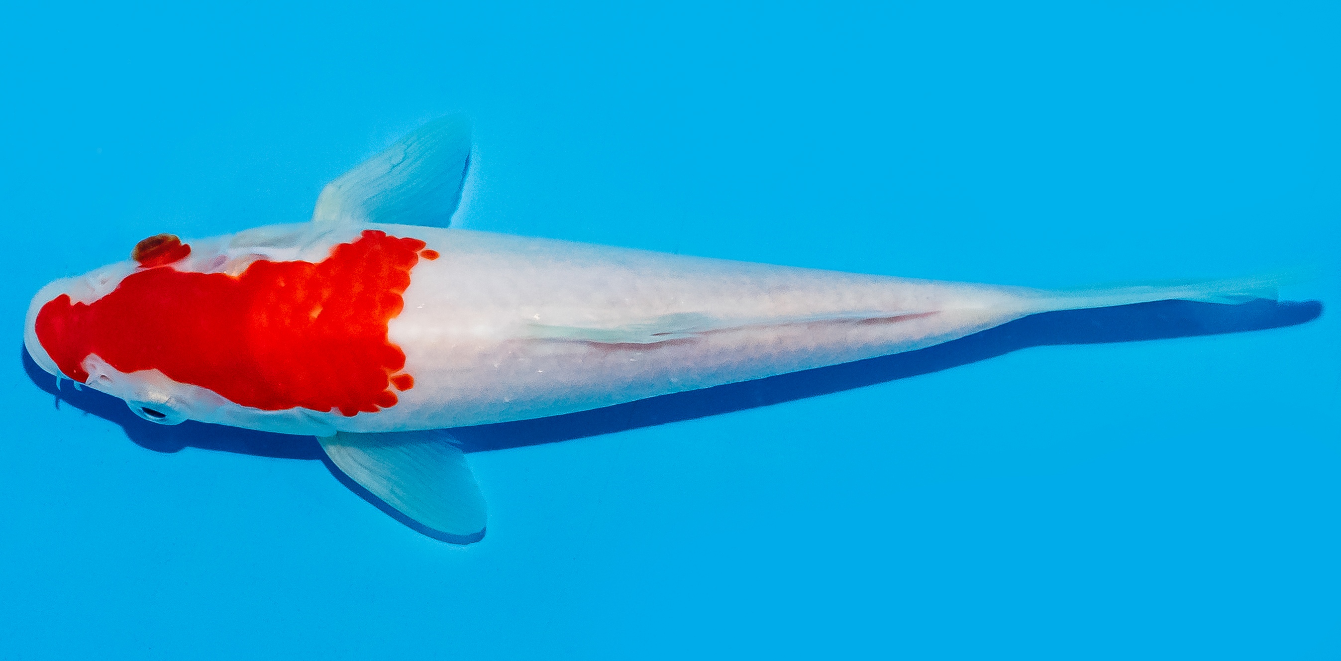 Koi 20-25cm Nr. 8652