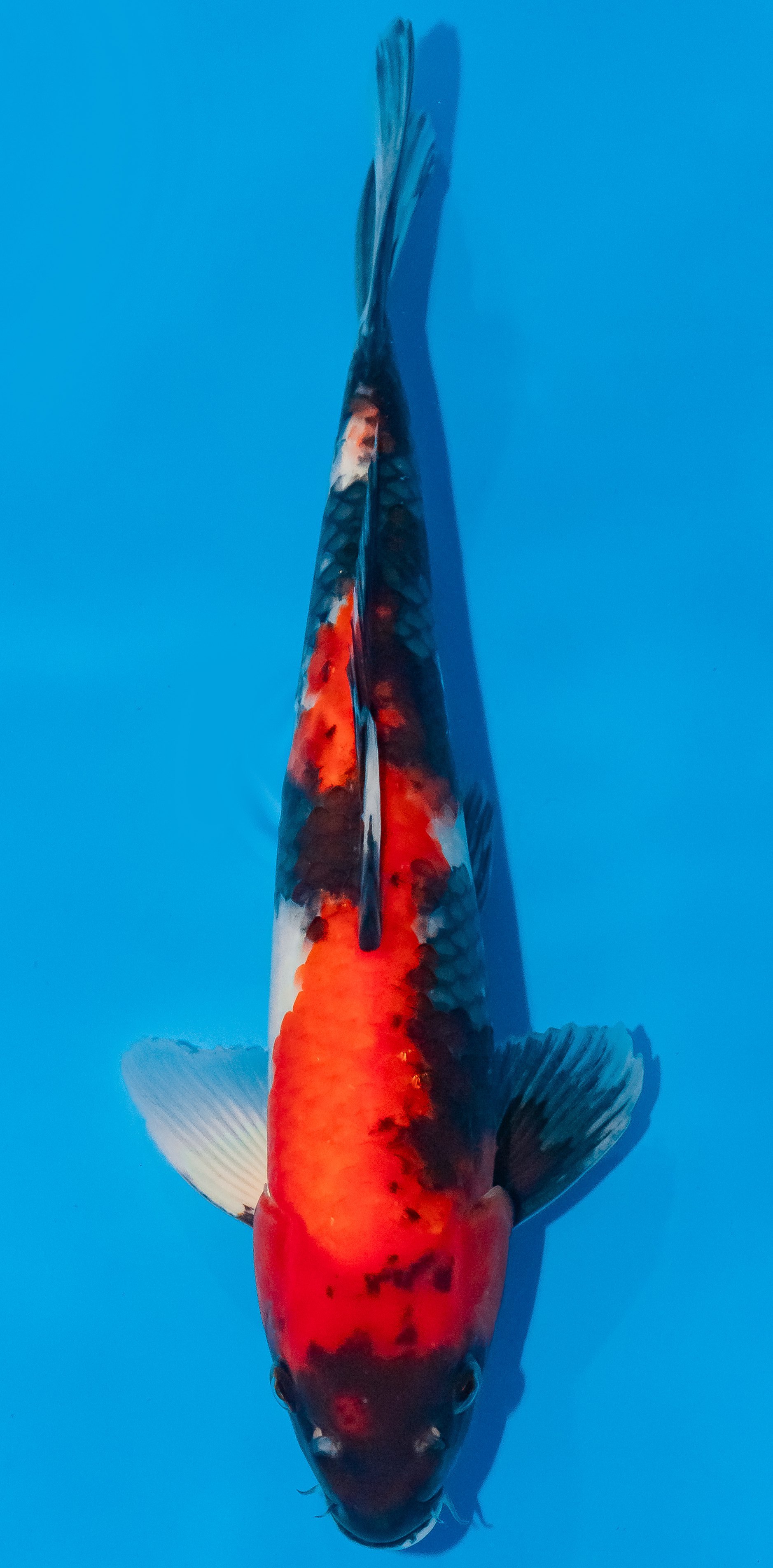Koi 35-40cm Nr. 1142