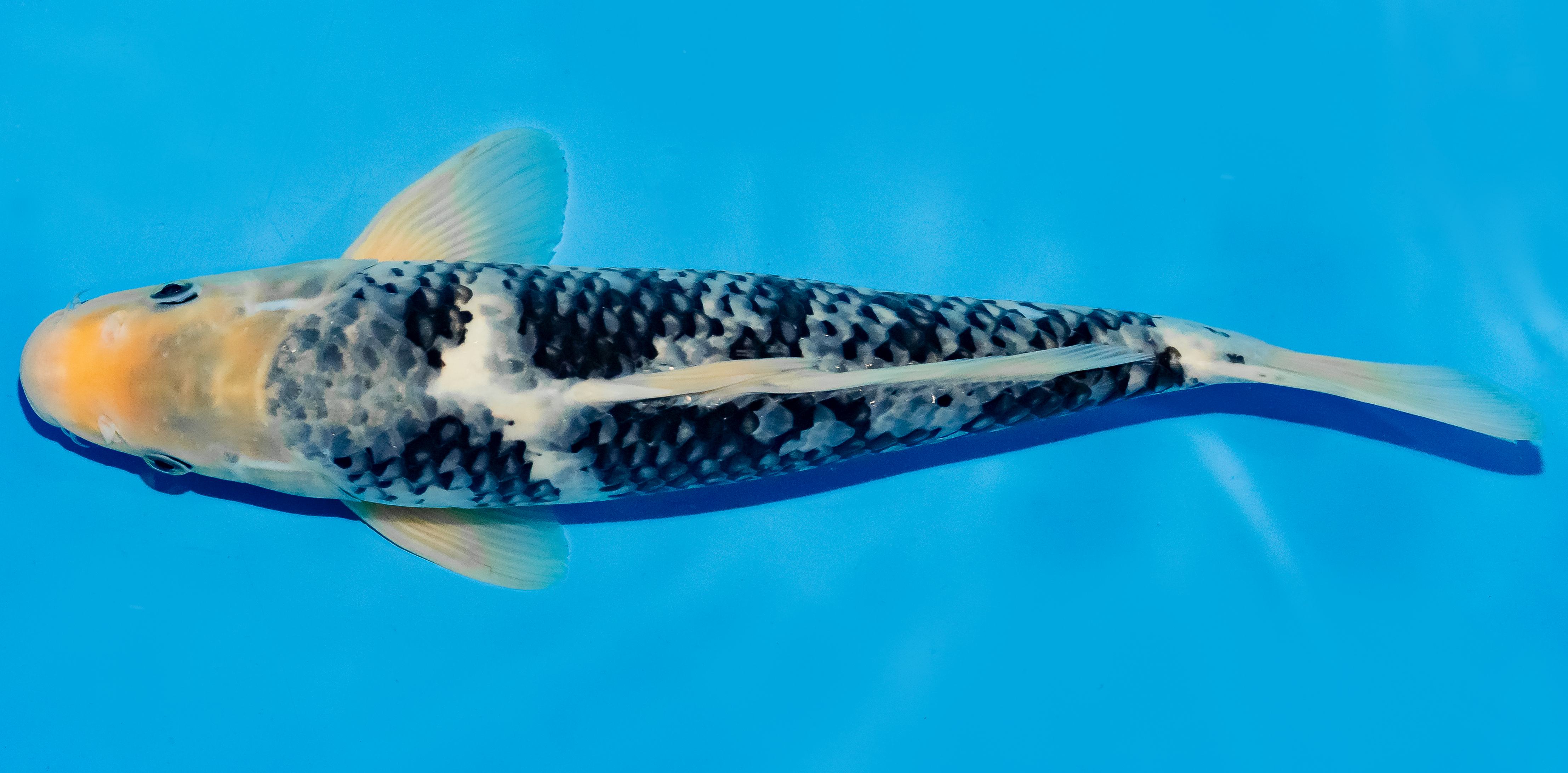 Koi 35-40cm Nr. 5014