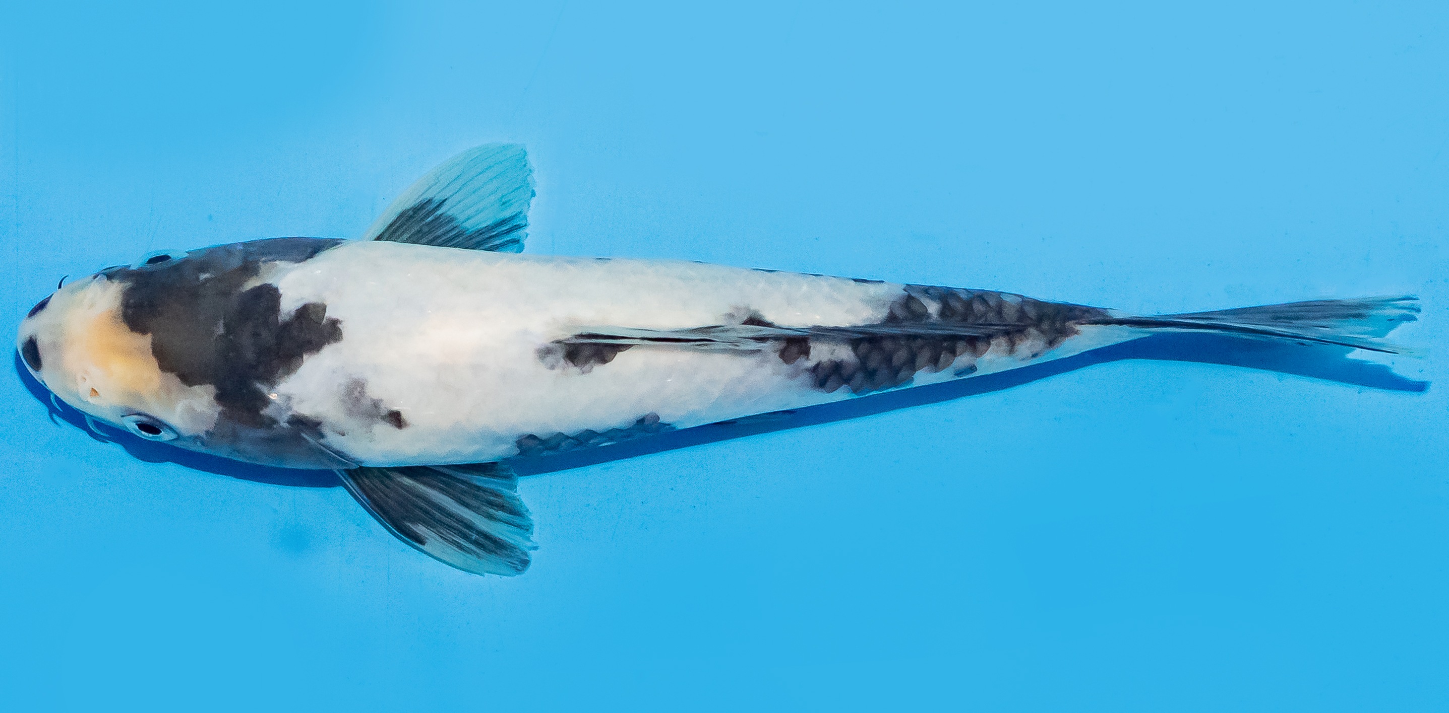 Koi 20-25cm Nr. 8427